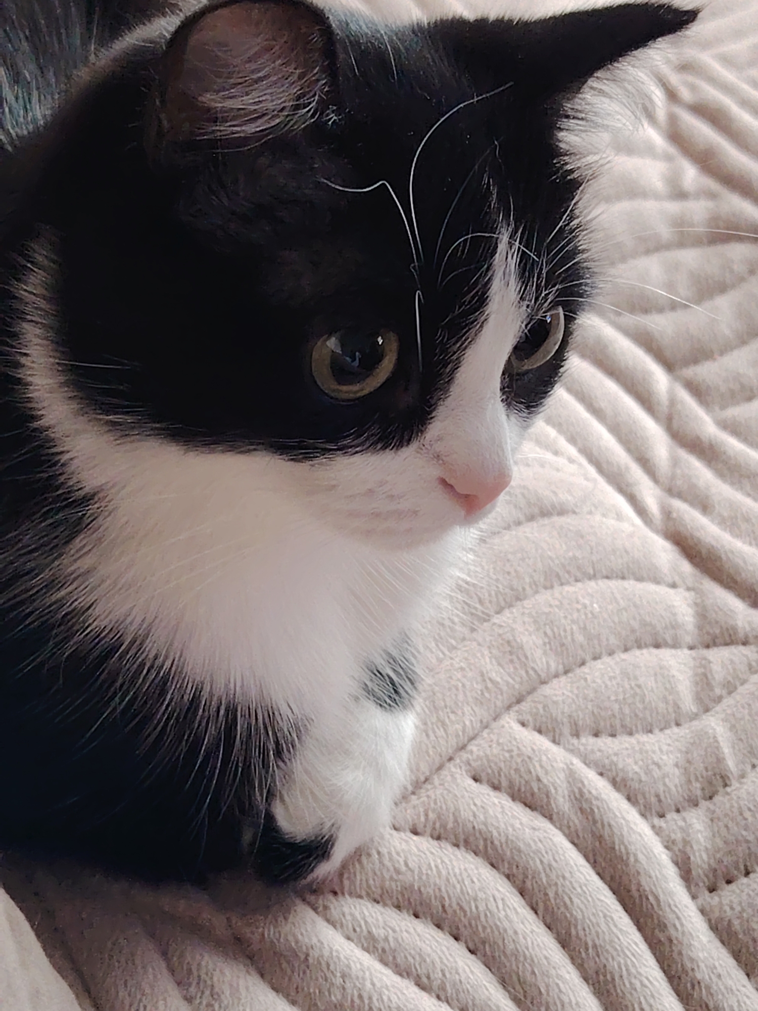 A close-up shot depicts a black and white cat, presumably indoors, resting on a beige quilted blanket. The cat has green eyes, a pink nose, and primarily black fur with white markings on its chest, face, and paws. It appears to be looking down and to the right. The location is in the city of Unknown, Unknown.