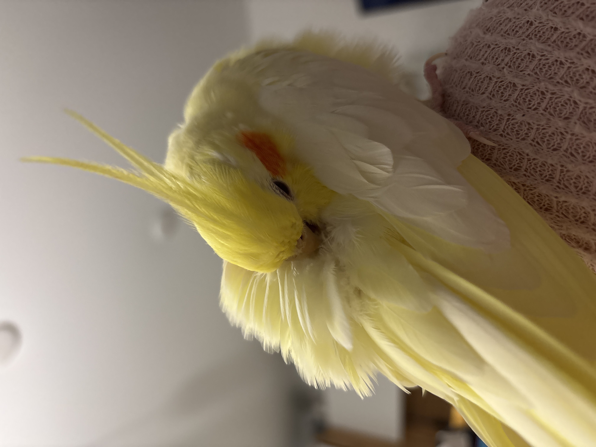 A close-up, slightly angled shot depicts a yellow and white cockatiel with a red cheek patch, mostly obscuring its head in its feathers. The bird is perched on a pink, textured surface. The background is blurry but appears to be an interior space with a white wall and indistinct objects. The location is not discernible from the provided image.