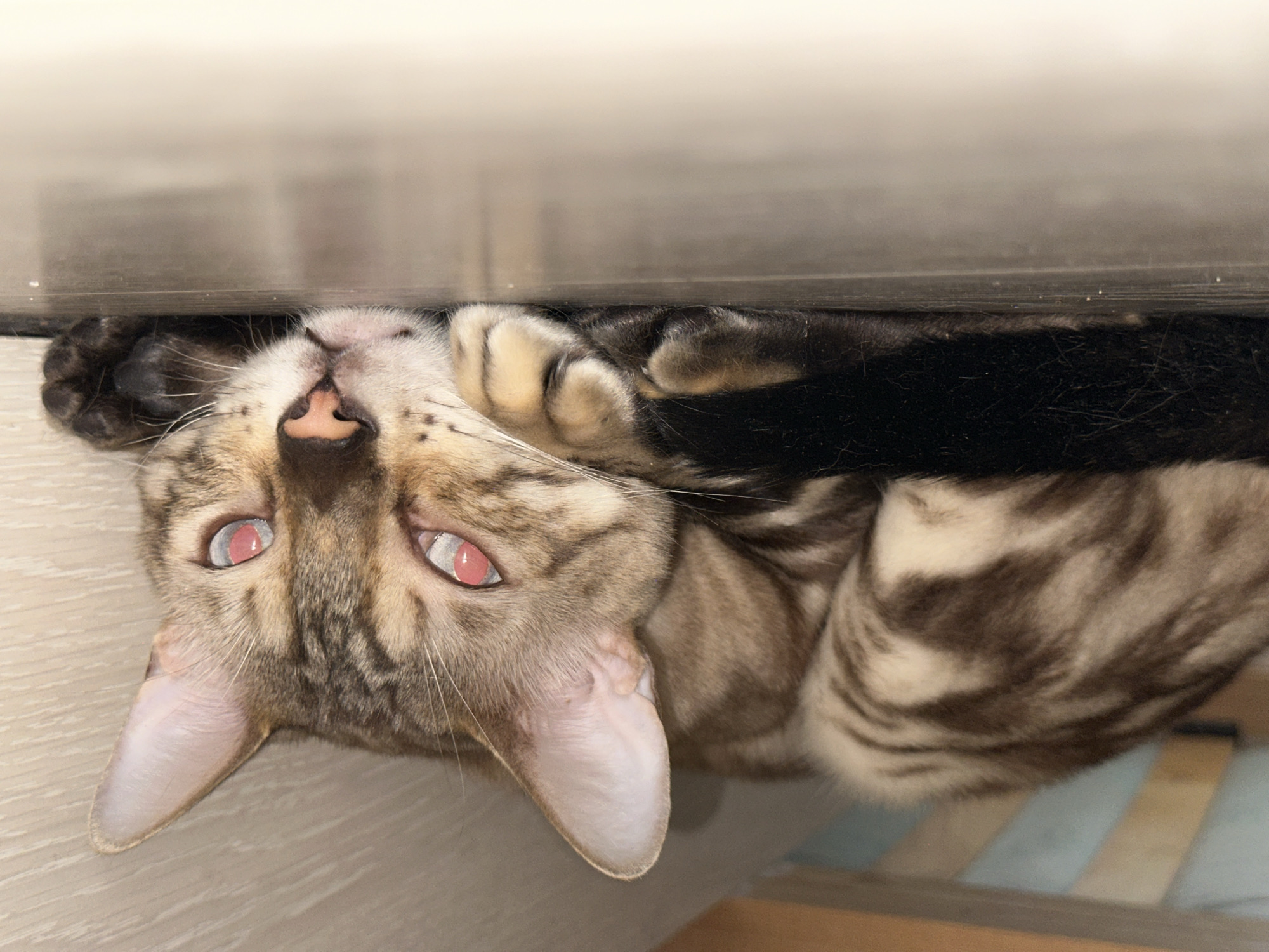 An indoor, eye-level shot shows a domestic cat lying on a reflective surface. The cat is positioned in the center of the frame, curled up on its side with its head resting on its paws. Its fur is a mix of brown and black stripes, characteristic of a tabby cat. The cat's eyes are prominently visible, reflecting a reddish-pink hue, possibly due to flash photography. The background consists of what appears to be the underside of a bed or furniture, with wooden slats and a textured surface. The lighting is dim, with a light source coming from the front, causing the reflection in the cat's eyes. The overall scene is still and quiet, with no other subjects or activities apparent.