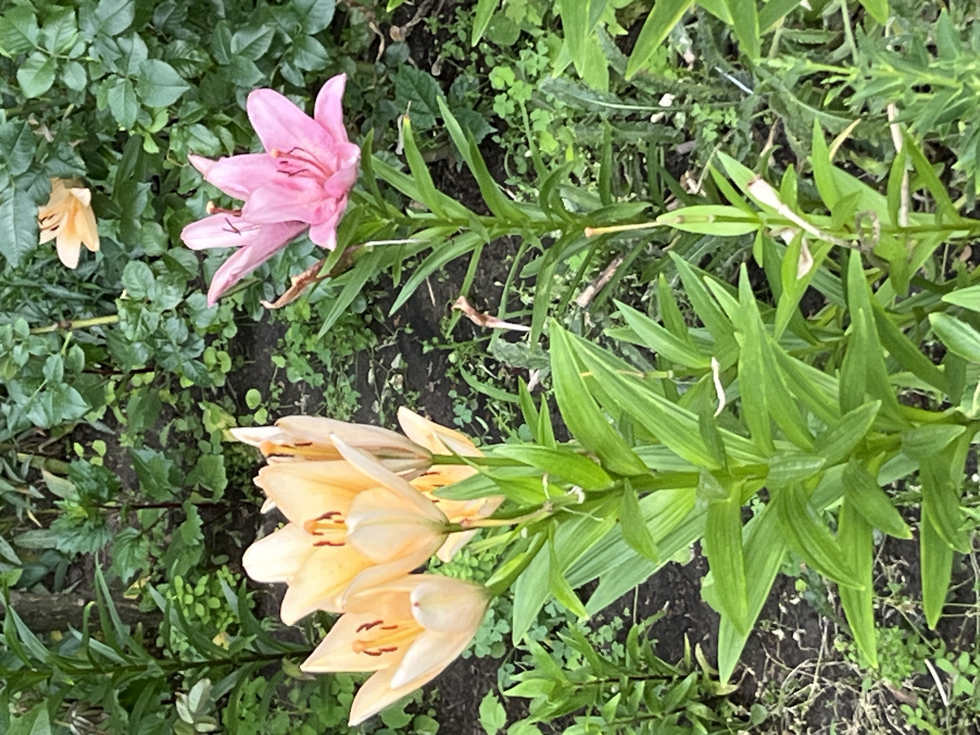 This media file shows a close-up, top-down view of lilies growing in a garden. The subjects are two lily plants, one with a large pink lily in bloom and the other with several pale yellow lilies, some in bud and some open. The surrounding setting is a garden with dark soil, green leaves, and some clover. The time of day and weather are not explicitly indicated, but the lighting suggests it could be daytime with overcast skies or dappled sunlight, as there are no strong shadows. The scene is peaceful and natural, showcasing the beauty of the flowers. There is no visible text in the image. The location context is Dnipro, Ukraine, implying the flowers are growing in a local garden.