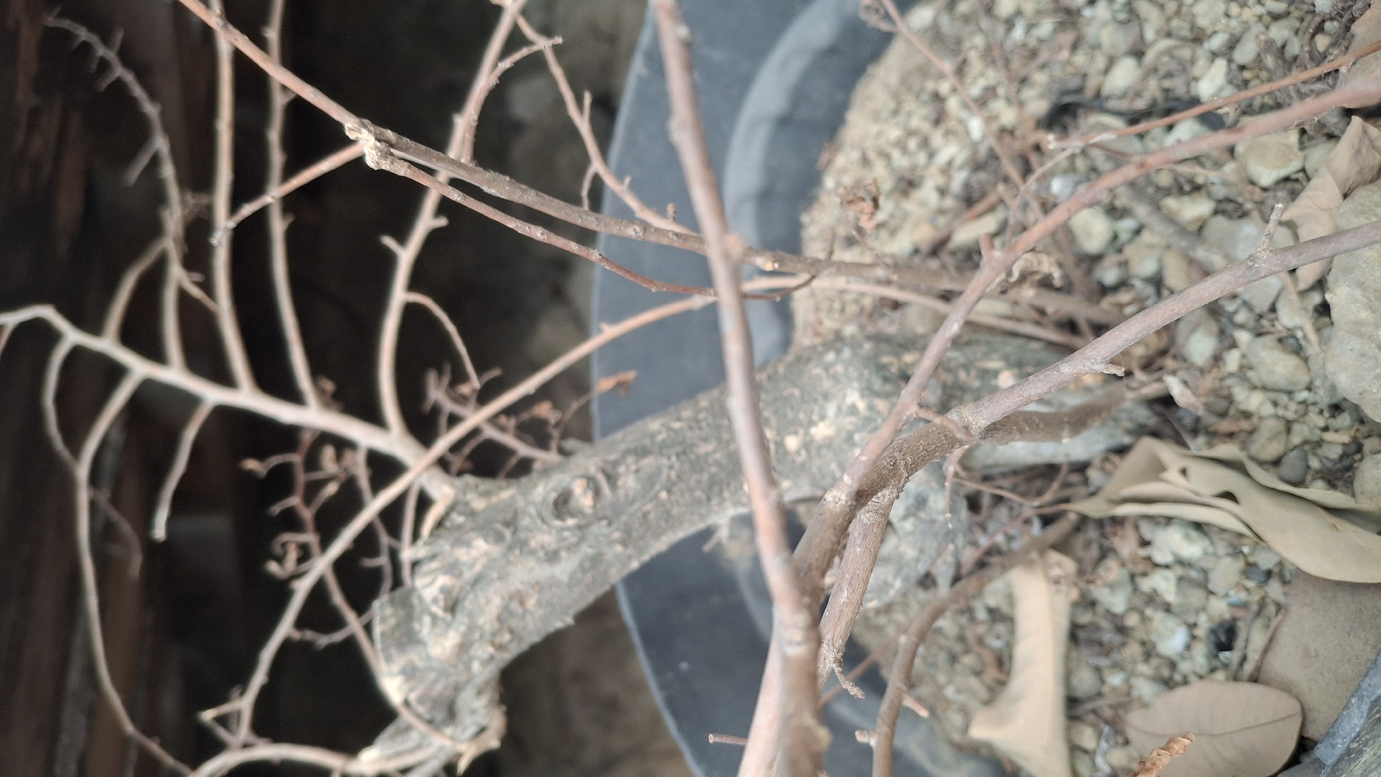 In Pucakwangi, Indonesia, an indoor close-up shot focuses on a bonsai tree in a pot. The tree is bare-branched and appears to be dormant, with a thick, gnarled trunk. The pot is black plastic, filled with small stones and gravel, with a few dried leaves scattered on the surface. The background is dark and out of focus, suggesting an indoor environment with minimal lighting, possibly a shelter or shed. The overall impression is one of a quiet, still scene, highlighting the natural form of the dormant bonsai.