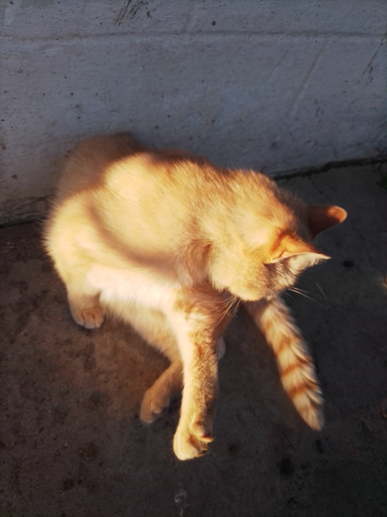 An orange tabby cat is captured mid-groom in an outdoor setting, likely a paved area adjacent to a rough, concrete wall. The cat is positioned towards the bottom half of the frame, curled on its side with its head turned towards its back. Sunlight illuminates the cat's fur from the side, creating warm highlights and casting shadows. Its front paws are raised and bent, and its back legs are tucked underneath its body. The environment appears to be an urban or semi-urban location in Ustyvytsia, Ukraine, given the concrete wall and paved ground. No people are visible in the image.