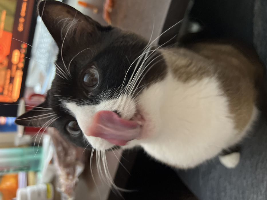 The image depicts a domestic cat, predominantly black and white with some light brown/tan markings on its lower body, in a close-up, indoor setting. The cat is shown with its pink tongue extended, licking its nose or upper lip, indicating an action such as grooming or anticipation of food. Its eyes are large, dark, and appear focused upward and slightly to the left. Prominent white whiskers extend from its muzzle.
The cat is positioned against a dark grey or blue textured surface in the foreground, possibly fabric. The background is significantly blurred, revealing elements consistent with an indoor room, likely a desk area. Visible objects on a surface behind the cat include a white plastic bottle, a teal container, a red mug, and a clear plastic bag containing what appears to be light-colored food items. Further in the background, an illuminated screen with an orange and red display is visible, consistent with a computer monitor.
There are no human subjects visible in the frame. The specific location in the city of Noviy, Russia, cannot be determined from the visual information provided.