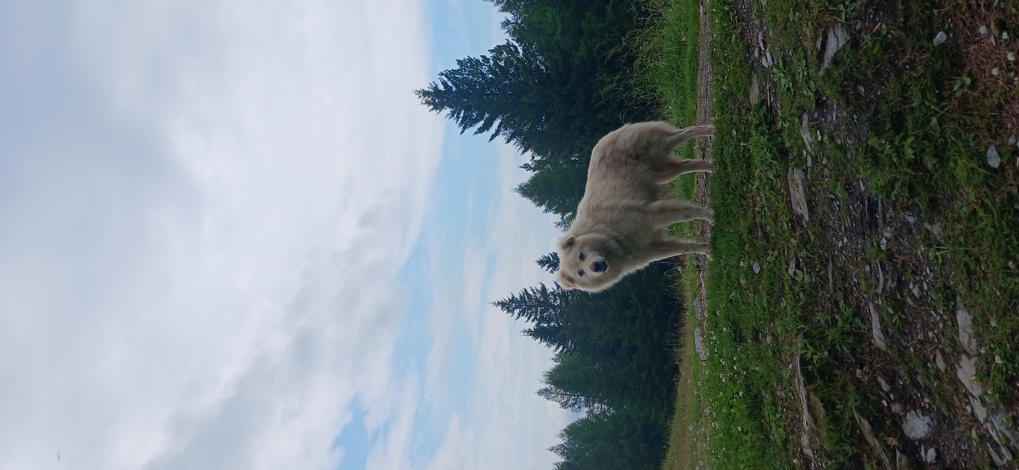 A medium shot captures a fluffy, light-colored dog standing in a grassy, rocky area with pine trees in the background under a cloudy sky. The dog, facing the camera, has a white coat and a slightly darker muzzle. It stands on a path made of dirt and rocks, with green grass and small white flowers on either side. The background features a dense forest of dark green pine trees. The sky is predominantly light blue with scattered white clouds. The image is not from Zlatoust, Russia.