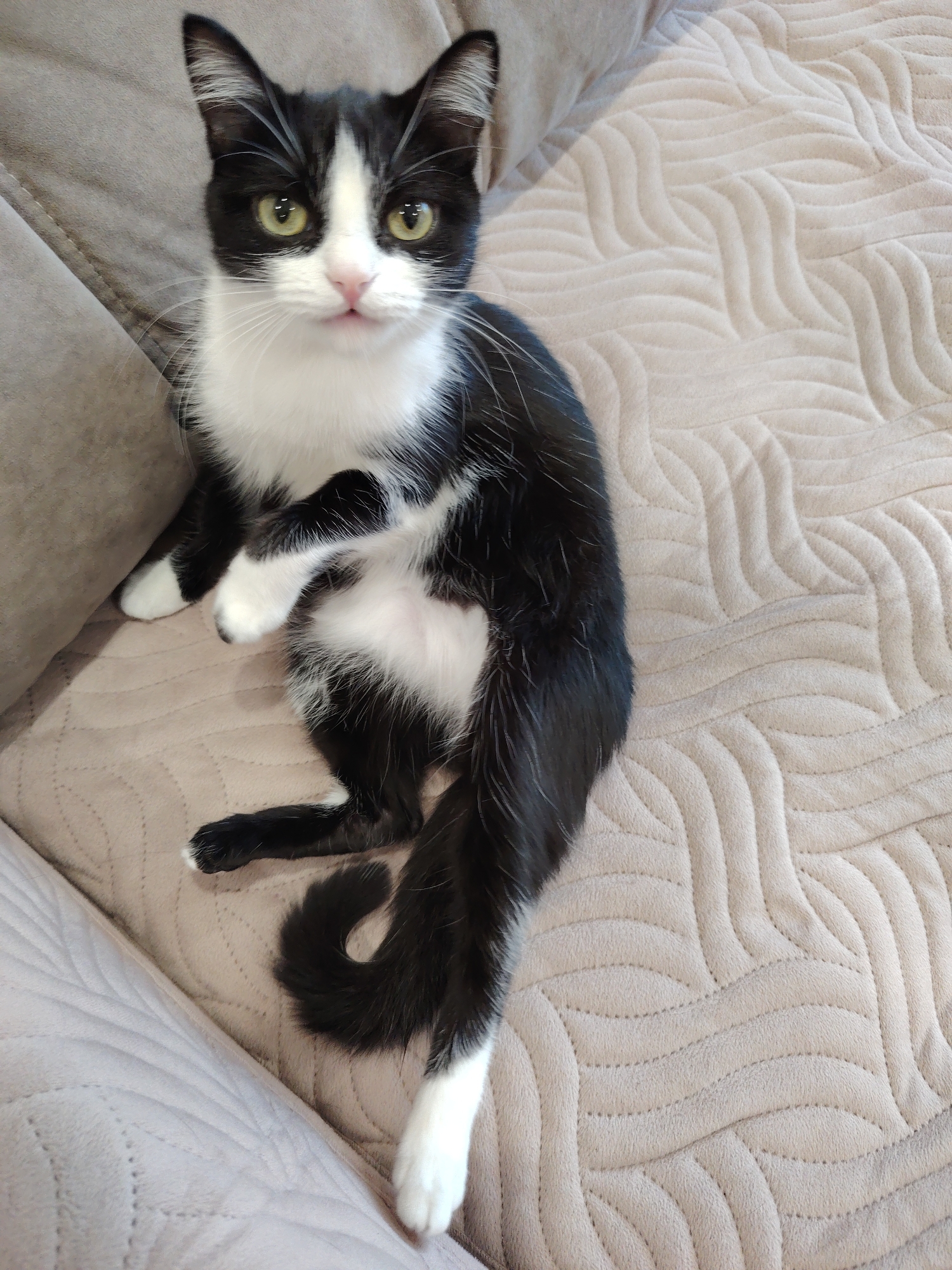 A black and white cat sits upright on a beige patterned sofa, with a light pink nose and yellow eyes, looking directly at the viewer. Its tail curls around its body, and one white paw is extended. The background includes part of a gray sofa. The city and location are unknown.