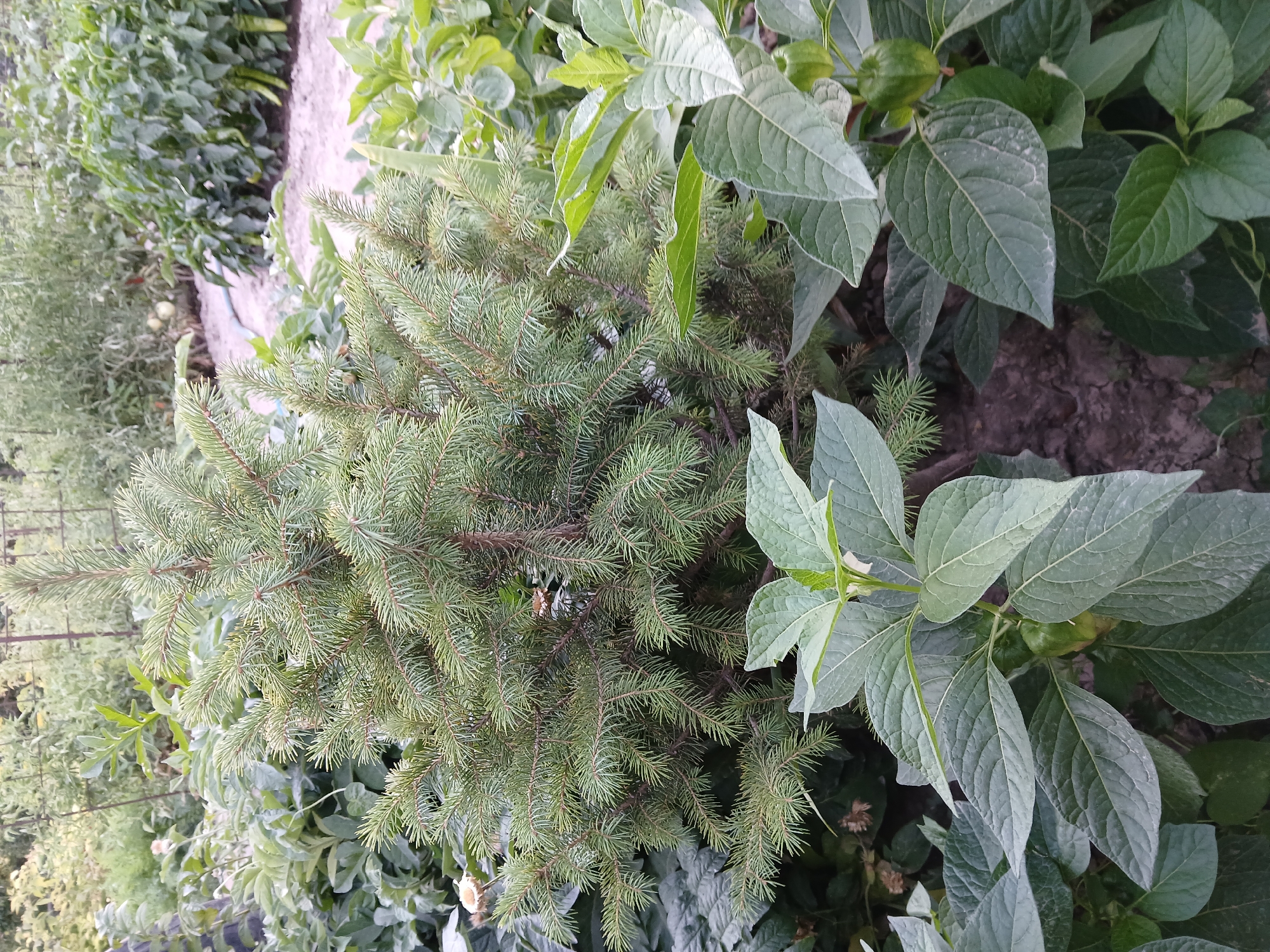 A small, dense evergreen shrub, possibly a dwarf spruce, is centrally located in a garden setting. The shrub features numerous short, sharp needles in a rich green hue, with some appearing lighter green or even slightly silvered. It is surrounded by a variety of other plants with broad, textured leaves. In the foreground, large, light green leaves with prominent veins are visible, some with a slightly fuzzy texture. Behind the central shrub, other foliage can be seen, including what appear to be some dried flower heads and the tips of taller plants. The ground beneath the plants is visible in places, appearing as dark soil with some dry patches. In the background, out-of-focus elements suggest a larger garden or nursery environment, with hints of other plants and possibly some gardening infrastructure like stakes or trellises. The lighting suggests it is daytime, possibly late afternoon, given the soft, diffused light. There are no people or animals visible in the image, and no specific landmarks that would identify the location within the city of Коктал, Kazakhstan.