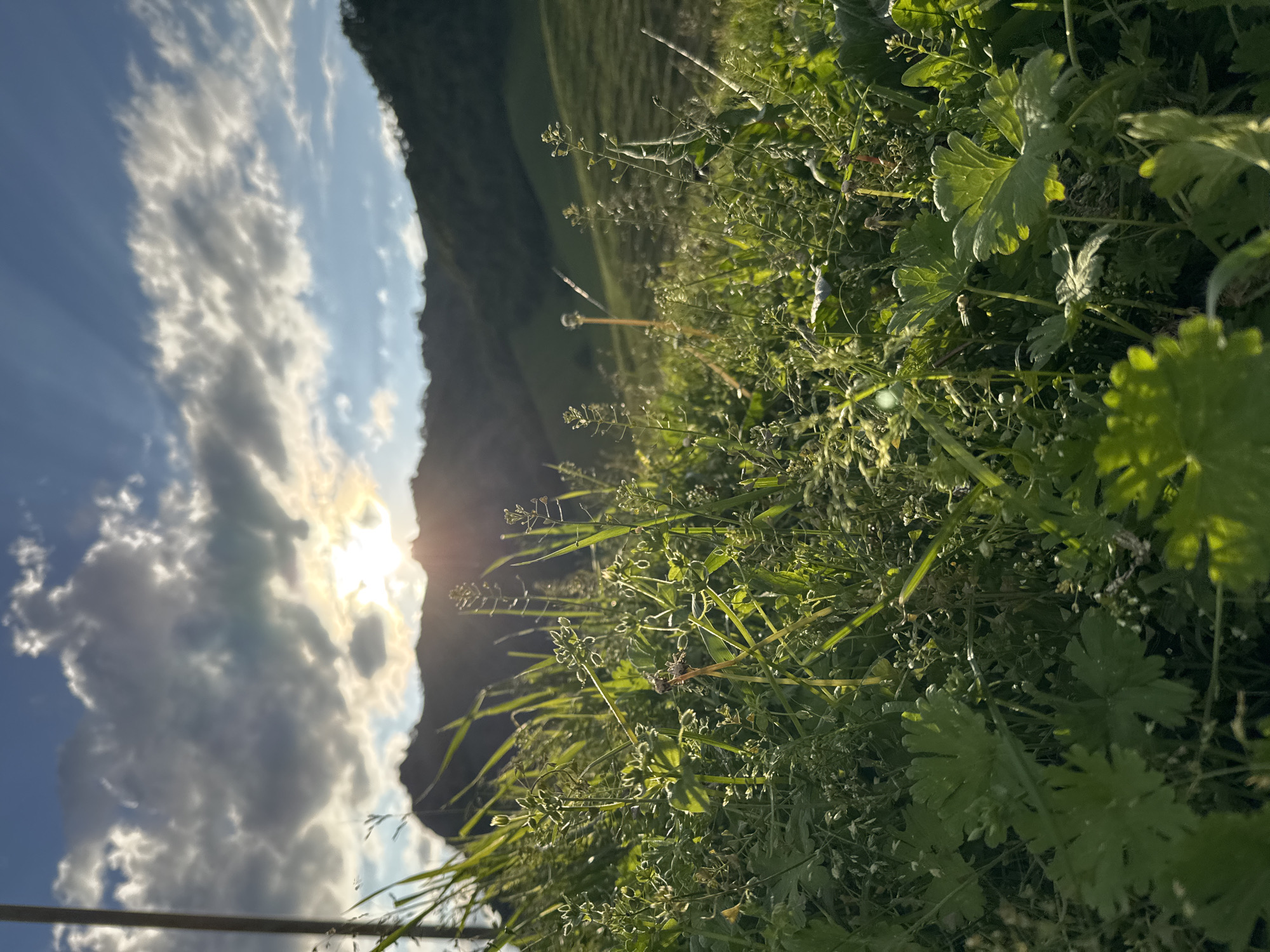 The image depicts a close-up view of lush green vegetation, including grass and leaves, with a shallow depth of field. In the background, a sunlit sky with scattered clouds is visible, with the sun partially obscured by a dark silhouette, likely a hillside or mountain. Rays of sunlight are breaking through the clouds. The scene appears to be a natural outdoor setting, possibly a meadow or field. The time of day is likely late afternoon or early evening, given the warm sunlight and long shadows. The overall mood is serene and natural. No people or text are visible in the image. The location context suggests this is in Nizhnyaya Mara, Russia.