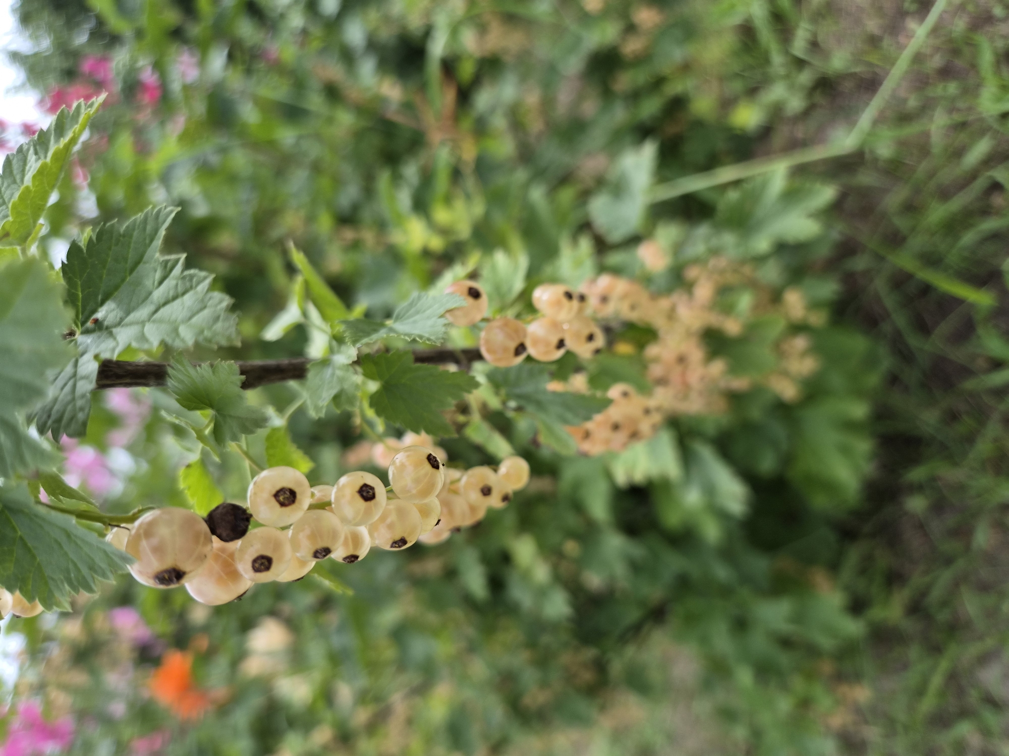 The image shows a close-up of a branch with clusters of small, pale yellow berries, likely currants, growing in what appears to be a garden or natural setting. The berries are round with a distinct dark calyx at the end. The leaves of the plant are green and serrated. In the blurred background, there are hints of other plants with pink and orange flowers, and green foliage. The ground is covered with grass and soil. The lighting suggests it is daytime. The scene is likely located in Novosisoevka, Russia, based on the prompt.