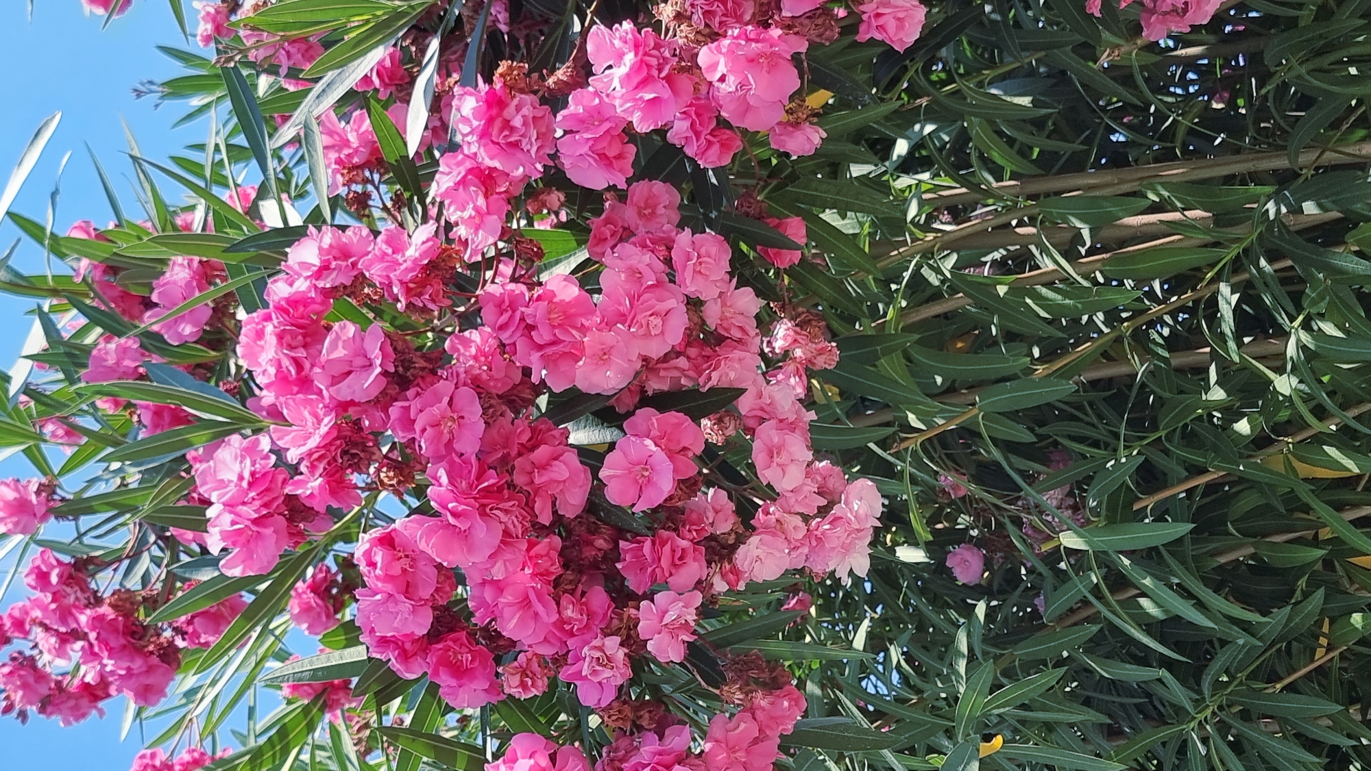 A close-up, eye-level outdoor shot shows a dense bush of bright pink oleander flowers in full bloom. The flowers are clustered together, with some individual blossoms clearly visible, revealing multiple petals. Long, slender, deep green leaves are interspersed among the blooms, some angled upwards, others hanging downwards. The background is a soft blue sky, indicating a clear day. The image appears to be taken in a garden or park setting in Castelló d'Empúries, Spain, likely during the warmer months when oleander plants are in season. There are no people or animals visible in the frame. The focus is entirely on the vibrant flora.