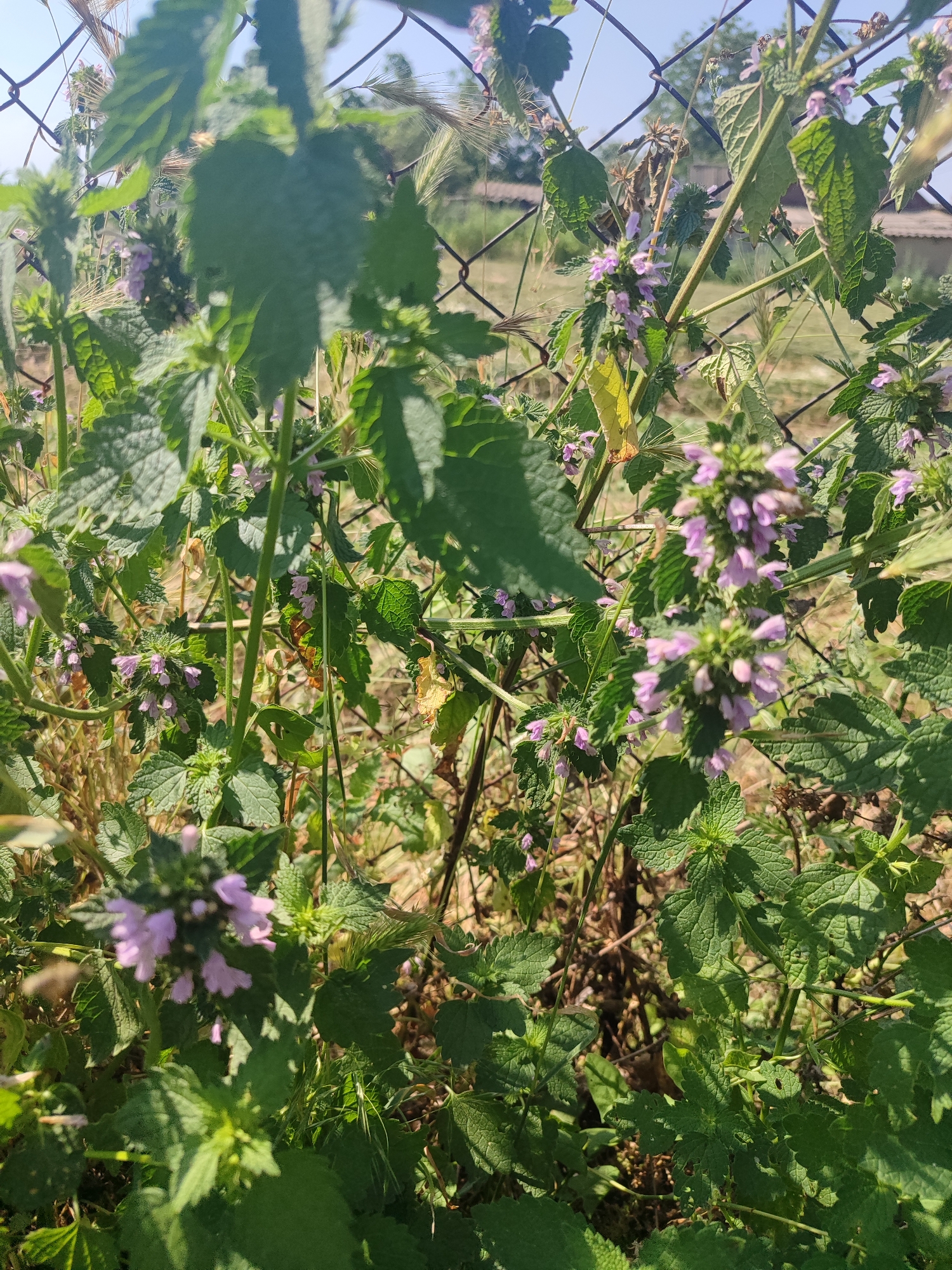 A close-up, low-angle shot shows a patch of plants with green, serrated leaves and clusters of small, light purple flowers. The plants are growing in front of a chain-link fence. In the background, beyond the fence, there is a dry, grassy area with some scattered buildings, suggesting a rural or suburban setting. The sky is a clear blue, indicating it's daytime with fair weather. The lighting suggests the sun is out, casting shadows on the leaves. The focus is on the vegetation and the fence, with the background out of focus. There is no text visible in the image. The scene appears to be outdoors in what is likely a warm season, given the lushness of the plants and the clear sky.