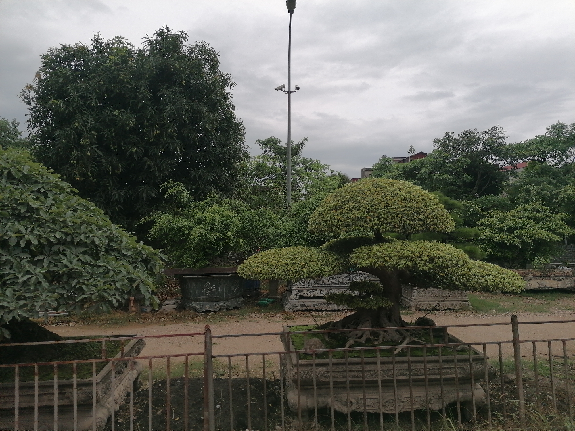 The image shows a garden with bonsai trees in decorative pots behind a rusty metal fence, under an overcast sky. A tall street lamp with security cameras stands in the background, surrounded by other trees and greenery. The location appears to be in an urban area due to the presence of the street lamp and building visible in the distance. The garden is overgrown and the bonsai trees are arranged in an informal setting. The ground is a dirt path.