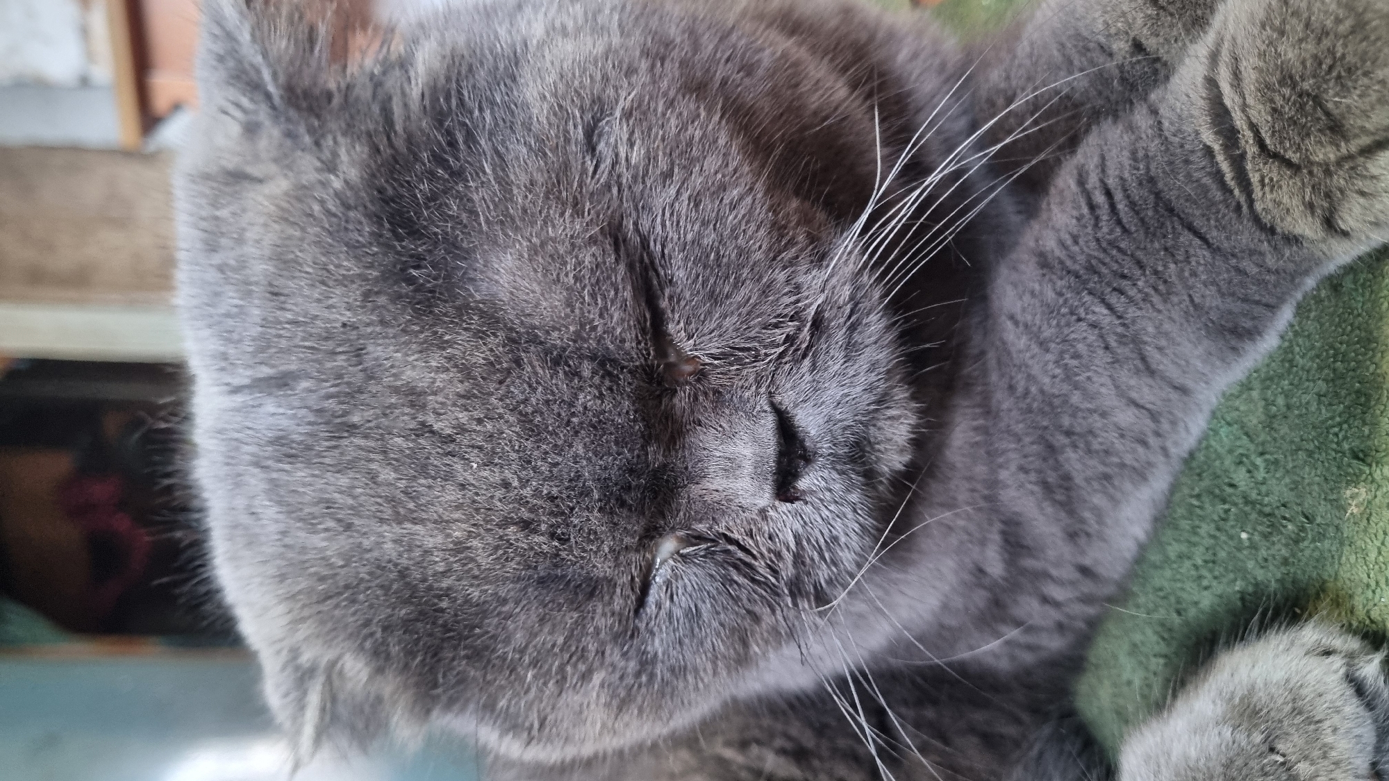 A close-up, eye-level, head-on shot features a grey British Shorthair cat with its eyes closed. The cat's fur is dense and short. Its ears are folded forward, characteristic of the breed. The muzzle is broad, and its whiskers are long and white. The cat is lying down, with its forelegs visible in the lower part of the frame, resting on a textured, dark green surface. The background is blurred, showing indistinct shapes and colors, including what appears to be interior elements like furniture or a wall, suggesting the photograph was taken indoors, likely in an urban setting in Vysokoe, Russia.