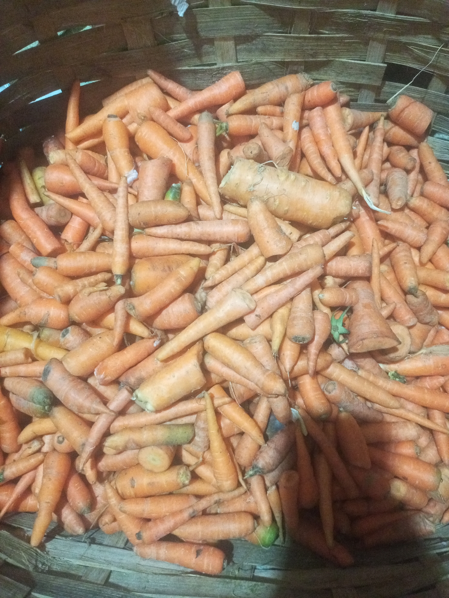 A close-up, top-down view captures a large pile of freshly harvested carrots overflowing from a woven basket. The carrots, in various sizes, exhibit a range of orange hues, with some showing hints of green at their tops and others with visible soil. The basket, constructed from light-colored woven reeds, appears rustic and well-used. The background reveals the textured, dark weave of the basket and a suggestion of a wooden surface below, possibly a table or the ground. The overall impression is one of abundant, natural produce, likely at a market or farm in Lhokseumawe, Indonesia.