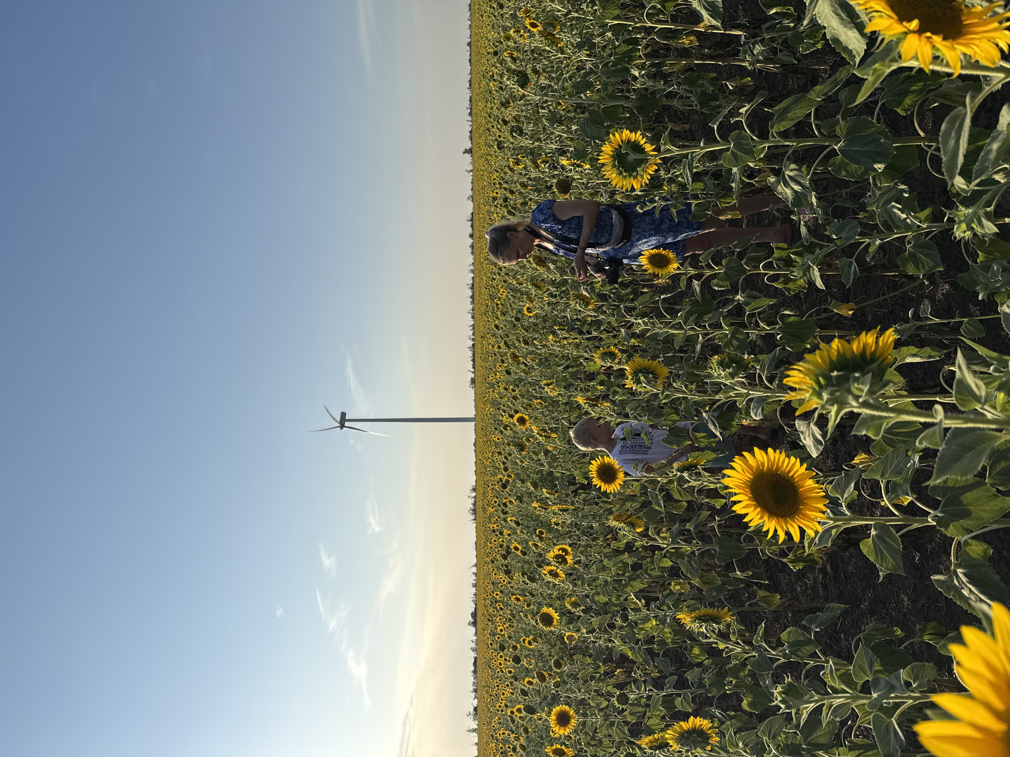 The image depicts a vast sunflower field under a clear blue sky with a single wind turbine visible in the distance. Two people, a woman and a young boy, are standing amidst the sunflowers. The woman, wearing a blue patterned dress and a camera bag across her shoulder, appears to be interacting with the flowers. The boy, in a white t-shirt, stands to her left, also looking at the sunflowers. The sun is casting long shadows, suggesting it is either early morning or late afternoon. The environment is rural, with the sunflower field stretching to the horizon, bordering a line of trees. This scene is located in the city of Berezanka, Ukraine, known for its agricultural landscapes.