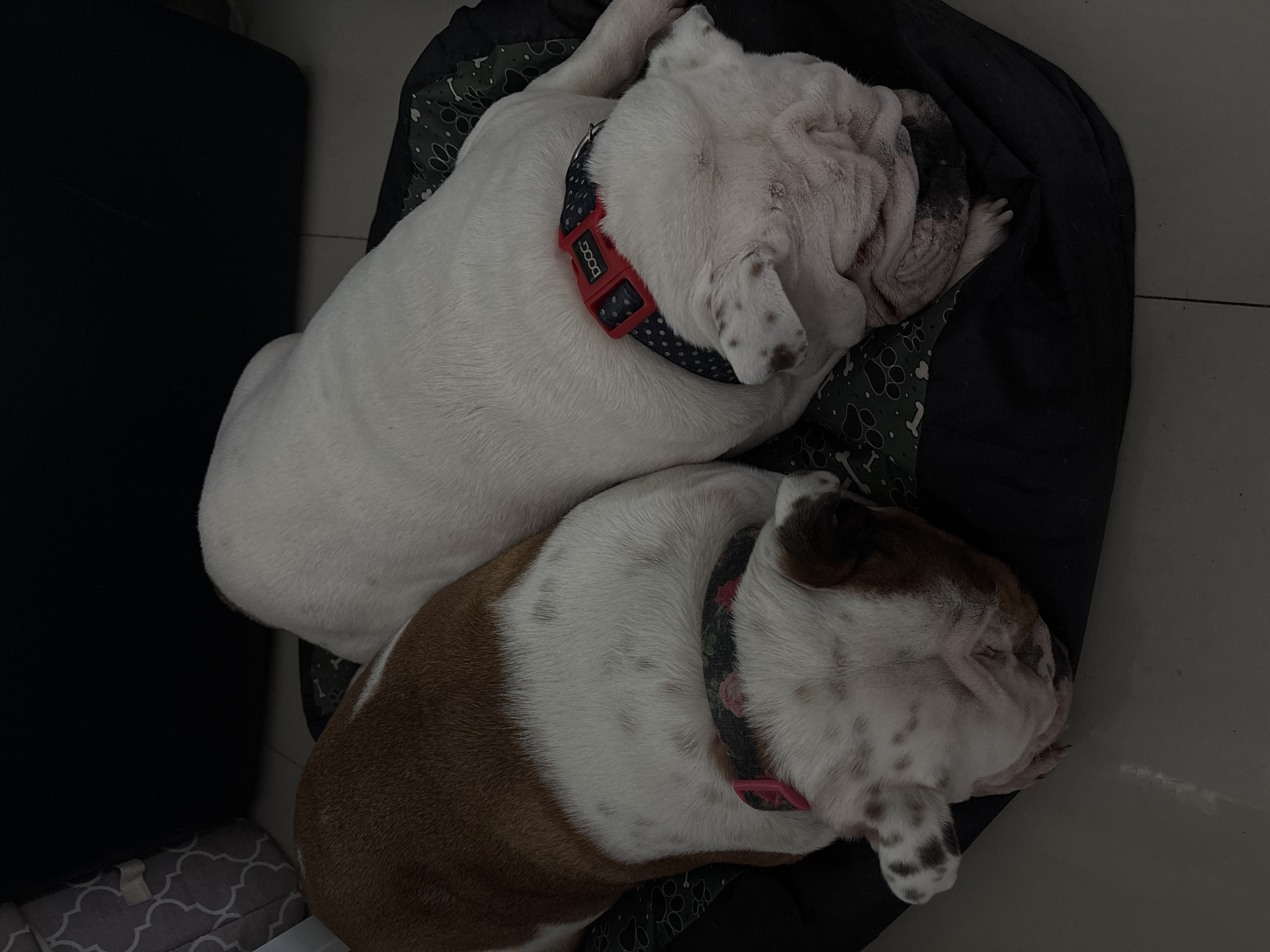 The image, captured from an overhead perspective, displays two Bulldogs sleeping peacefully side-by-side on dog beds indoors. The scene is characterized by dim lighting, suggesting an indoor setting with low ambient light.
The upper dog is primarily white with subtle light brown or grey markings on its face and ears. It is wearing a dark blue collar adorned with white polka dots, featuring a prominent red buckle. The brand name "DOOG" is clearly visible on this red buckle. Its head is nestled into its dog bed, and its body is curled in a relaxed posture.
Positioned below, the second dog exhibits a white and brown coat. Its body is largely white with distinct patches of brown fur, and its face also features brown markings around its eyes and ears, complemented by brown spots on its white fur. This dog wears a dark-colored collar with a discernible floral pattern, including pink roses. Like its companion, its head is tucked into its bed, indicating a deep slumber.
Both Bulldogs are resting on dark-colored dog beds or cushions. The bed of the upper dog has a camouflage-like pattern interspersed with paw prints. The beds are situated on a light-colored tiled floor. To the left of the dogs, a dark piece of furniture or object is partially visible, confirming the indoor environment. The overall atmosphere conveys tranquility and comfort. The external context provided for this image is Mexico City, Mexico.