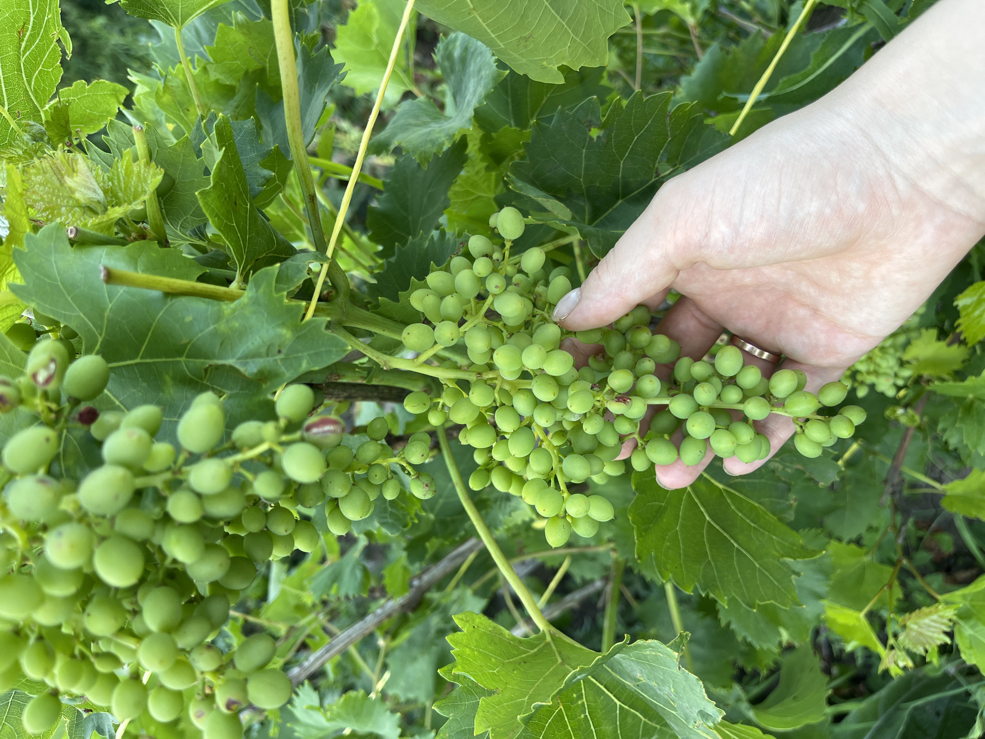 An outdoor, close-up, eye-level shot captures a person's hand gently holding a cluster of unripe green grapes on a vine. The hand, with a ring on the ring finger, is positioned in the lower right quadrant of the frame, lightly touching the grapes. The grapes are round, tightly packed, and a vibrant green, with a few showing a reddish tinge. Lush green grape leaves and vines fill the background, creating a natural, outdoor setting. The image does not provide any specific information about the location within the city of Kotovo, Russia, nor any details about the people beyond the visible hand.