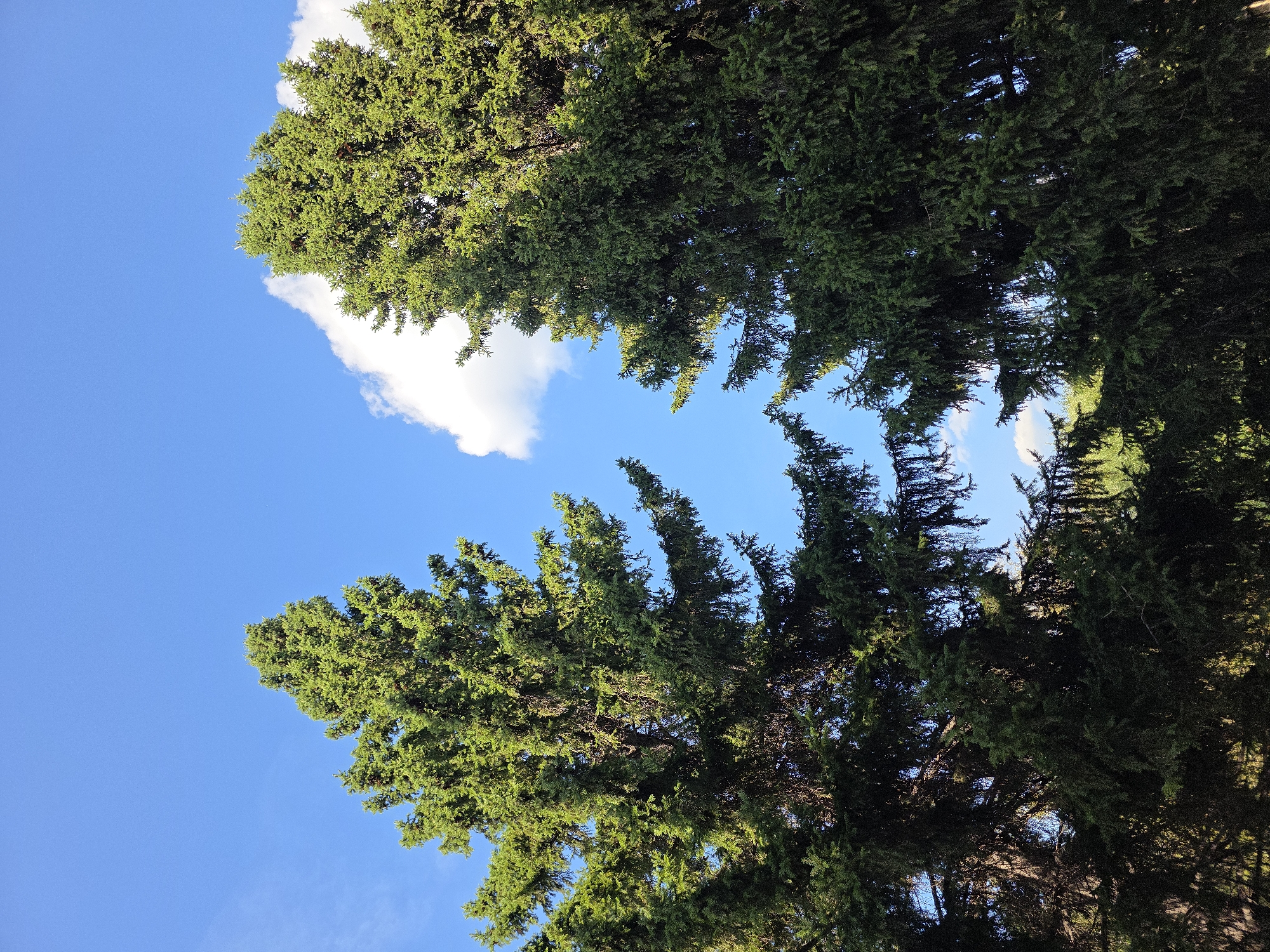 Two tall, mature evergreen trees dominate the frame, their dark green needles contrasting with the bright, clear blue sky. The trees are positioned on either side of the image, creating a V-shaped opening in the center, through which glimpses of lighter green foliage and a sliver of a white cloud are visible. The sun appears to be positioned to the right, casting shadows that create a dappled effect on the dense foliage of the trees. The branches of the trees droop slightly, with some lower branches appearing darker and denser than the sunlit upper portions. The overall scene suggests an outdoor environment, likely a park or a natural area, with the trees reaching towards the sky on a sunny day. The location is identified as Chelyabinsk, Russia.