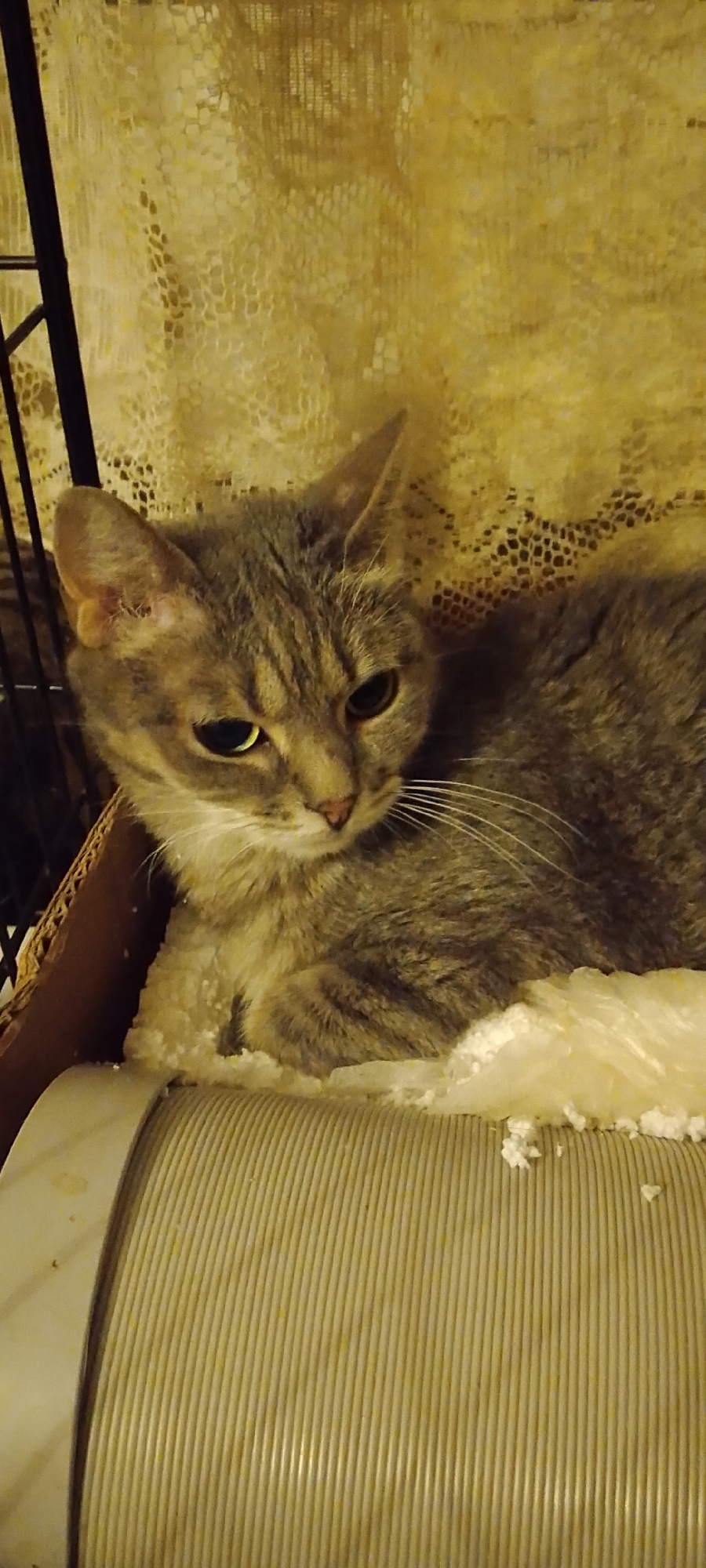 A grey tabby cat is nestled on a pile of white material, which appears to be shredded foam or insulation. The cat is positioned within a brown cardboard box, partially obscured by a white, ridged object that resembles a dryer vent hose or a fan. In the background, a yellow lace curtain with a hexagonal pattern hangs behind a black metal cage. The scene is illuminated by artificial light, casting warm tones on the cat and its surroundings. The cat's gaze is directed downwards, with its head slightly tilted. There are no humans or other animals visible in the frame. The context of Belgorod, Russia, is not discernible from the visual information provided in the image.