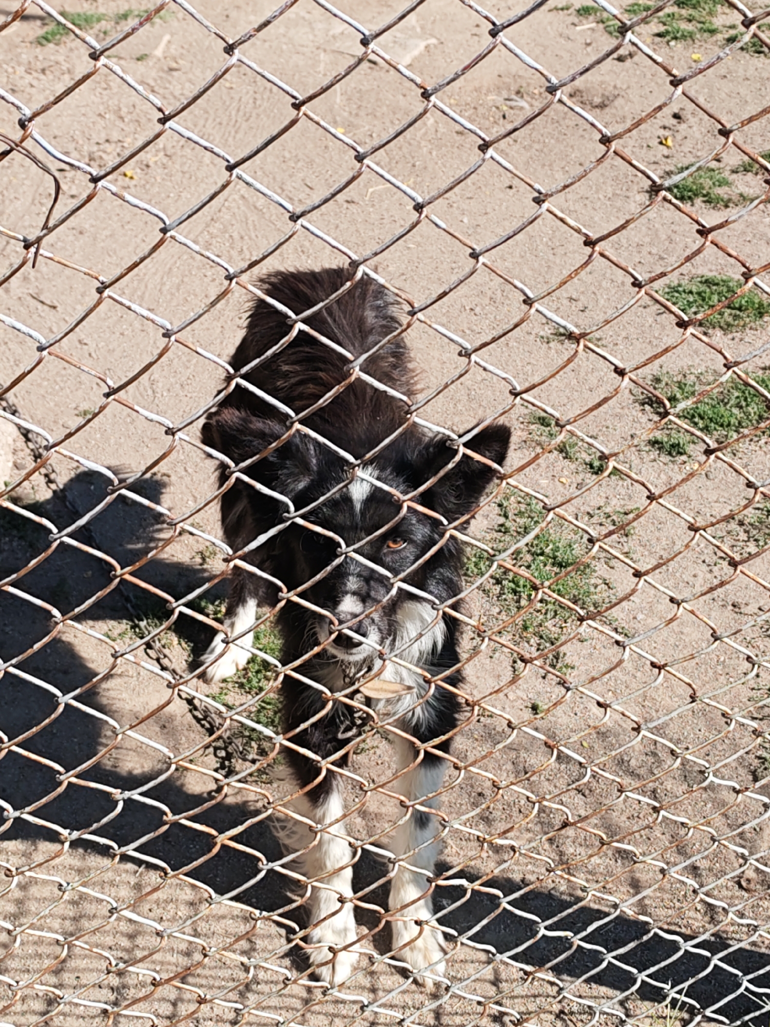 An overcast, medium-angle shot shows a black and white dog behind a chain-link fence. The dog is standing with its head tilted and its body facing the camera. It has brown eyes, a white blaze on its forehead, and white markings on its legs and chest. The dog is wearing a metal chain collar. The fence is made of rusted metal wire and is in focus, obscuring parts of the dog and the background. The ground behind the fence is dirt and sparse patches of grass. The lighting suggests it is daytime. The scene is located in Byal Izvor, Bulgaria.