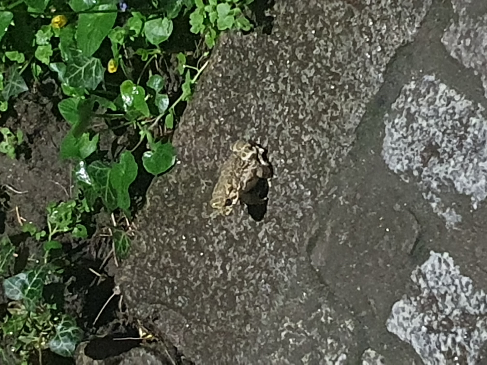 A mottled brown frog sits on a gray stone surface next to a patch of green plants. The location is the city of Plovdiv, Bulgaria. The frog is the primary subject, positioned centrally on the stone. The plants consist of small, round leaves. The stone surface appears textured, perhaps part of a pathway or wall.