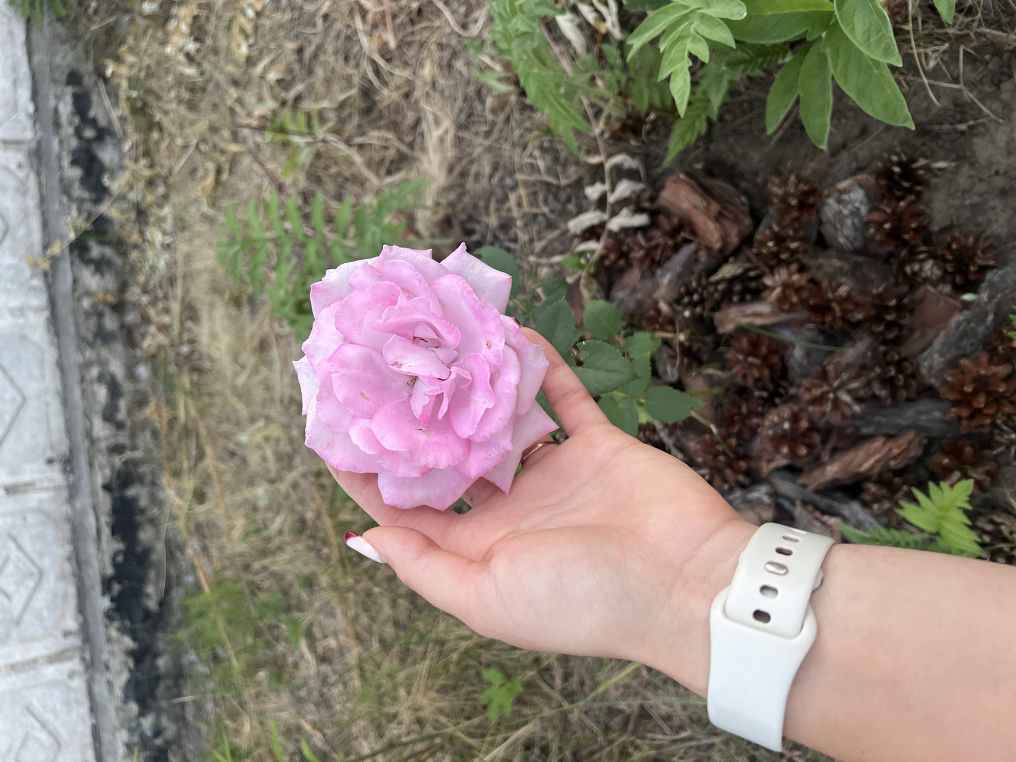 A close-up, overhead shot shows a person's hand holding a delicate, pale pink rose. The rose, with its many layered petals, is the clear focal point. The hand, which appears to be feminine, has a white smartwatch on the wrist. The background is a mix of earthy tones, with dry grass, soil, and scattered pinecones. There are also some green leaves visible, suggesting an outdoor setting, possibly a garden. The lighting is bright, indicating it is daytime, and the overall mood is serene and natural. The image is devoid of any visible text.