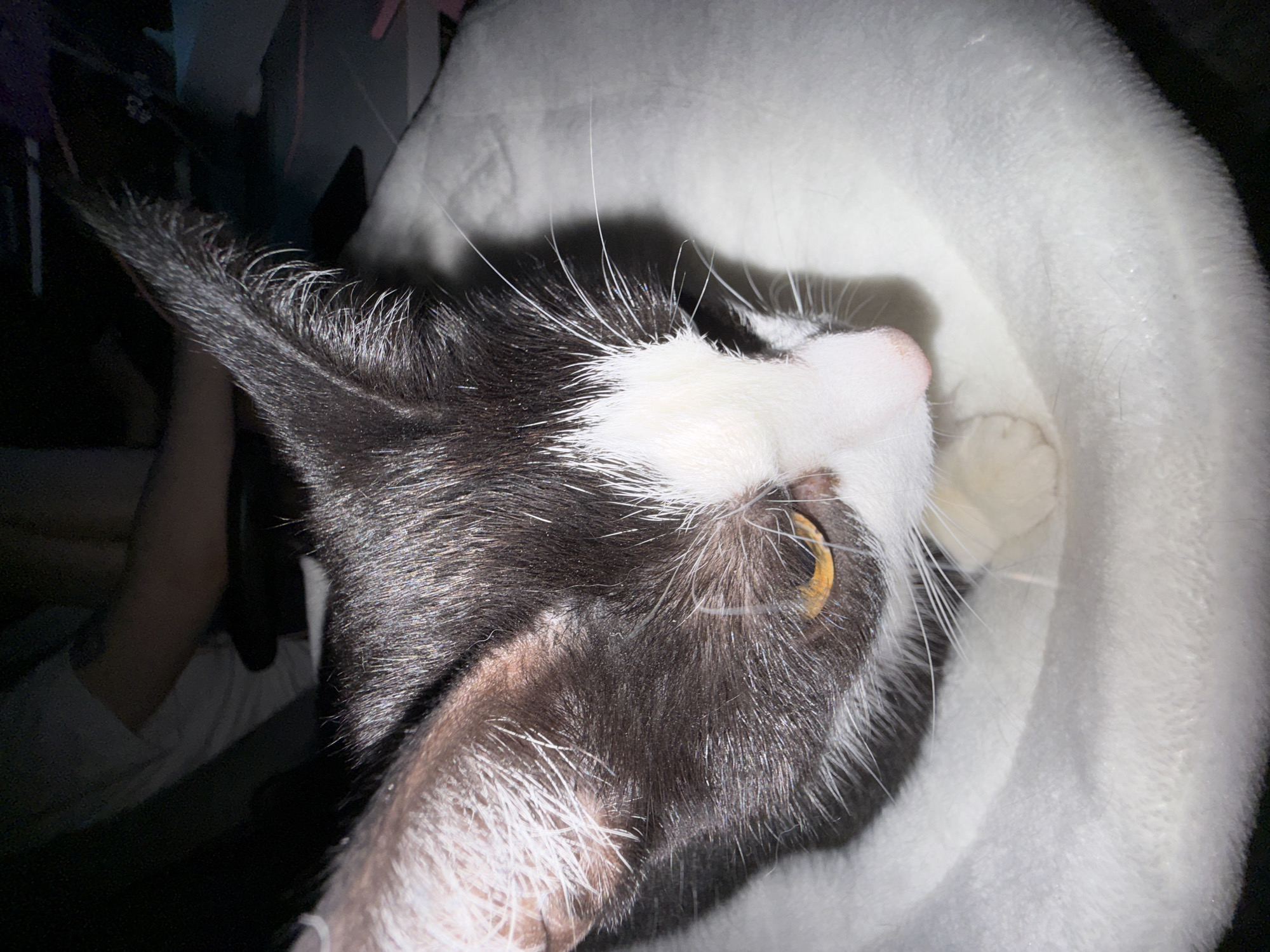 A close-up, high-angle shot captures a black and white cat nestled in a white plush bed. The cat's head is tilted, with its left ear pointed upwards and its right eye visible, displaying an amber iris. Its pink nose and white whiskers are prominent. A portion of a person wearing a light-colored t-shirt is visible in the background, suggesting the cat is in a domestic setting. The overall environment appears to be indoors with low lighting. There is no indication of the location being in Poritsy, Russia.