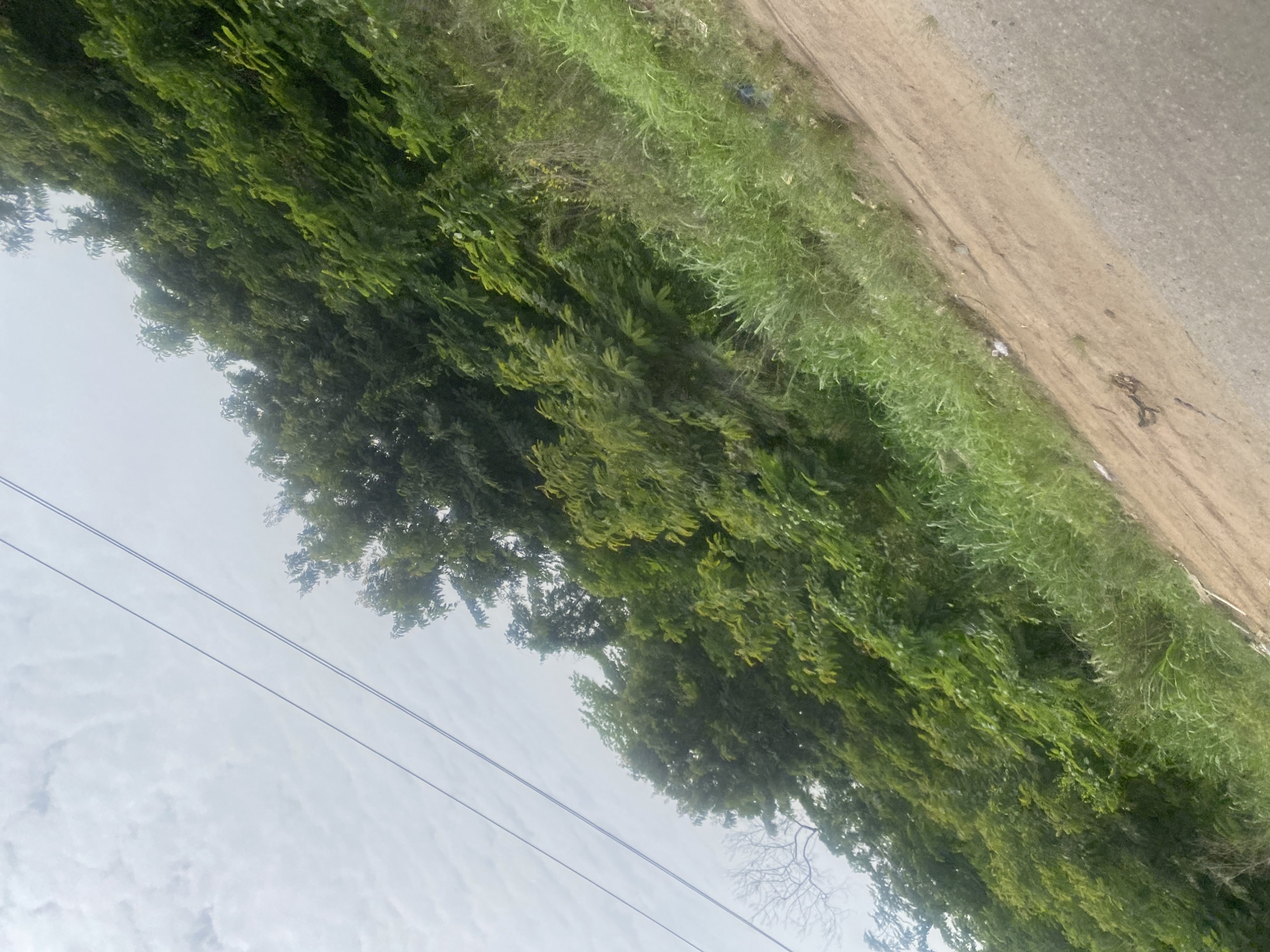 The image shows a roadside scene in what appears to be Odo Ona, Nigeria. Lush green vegetation lines the road, consisting of various trees and grass. A paved road surface is visible to the right. Overhead, power lines stretch across a cloudy sky. No people or animals are visible in the frame.