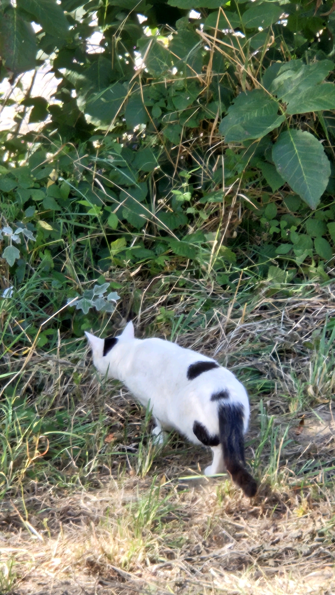 A black and white cat with black spots on its back and tail is walking through dry grass and green foliage. The cat is facing away from the camera and towards the right side of the image. The background consists of dense green leaves and thin, dry grass. The scene appears to be outdoors in a natural or overgrown area, possibly a park or a garden. There is no indication of the specific location within the city of Prešov, Slovakia.