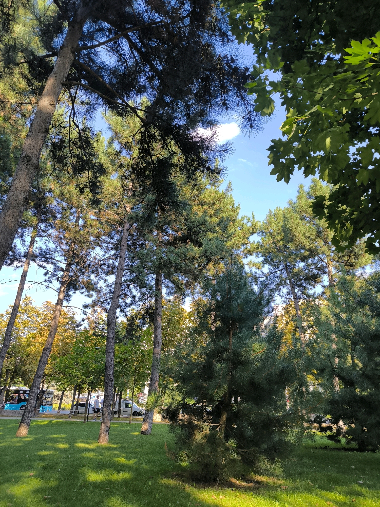 The image depicts a view from a grassy park area looking up at tall pine trees and some deciduous trees with yellowing foliage. Sunlight filters through the leaves, casting dappled shadows on the well-maintained lawn. In the background, a street is visible with a blue public bus, a white van, and a person walking. The sky is blue with a few wispy clouds. The scene suggests a park located in an urban environment in Chișinău, Moldova.