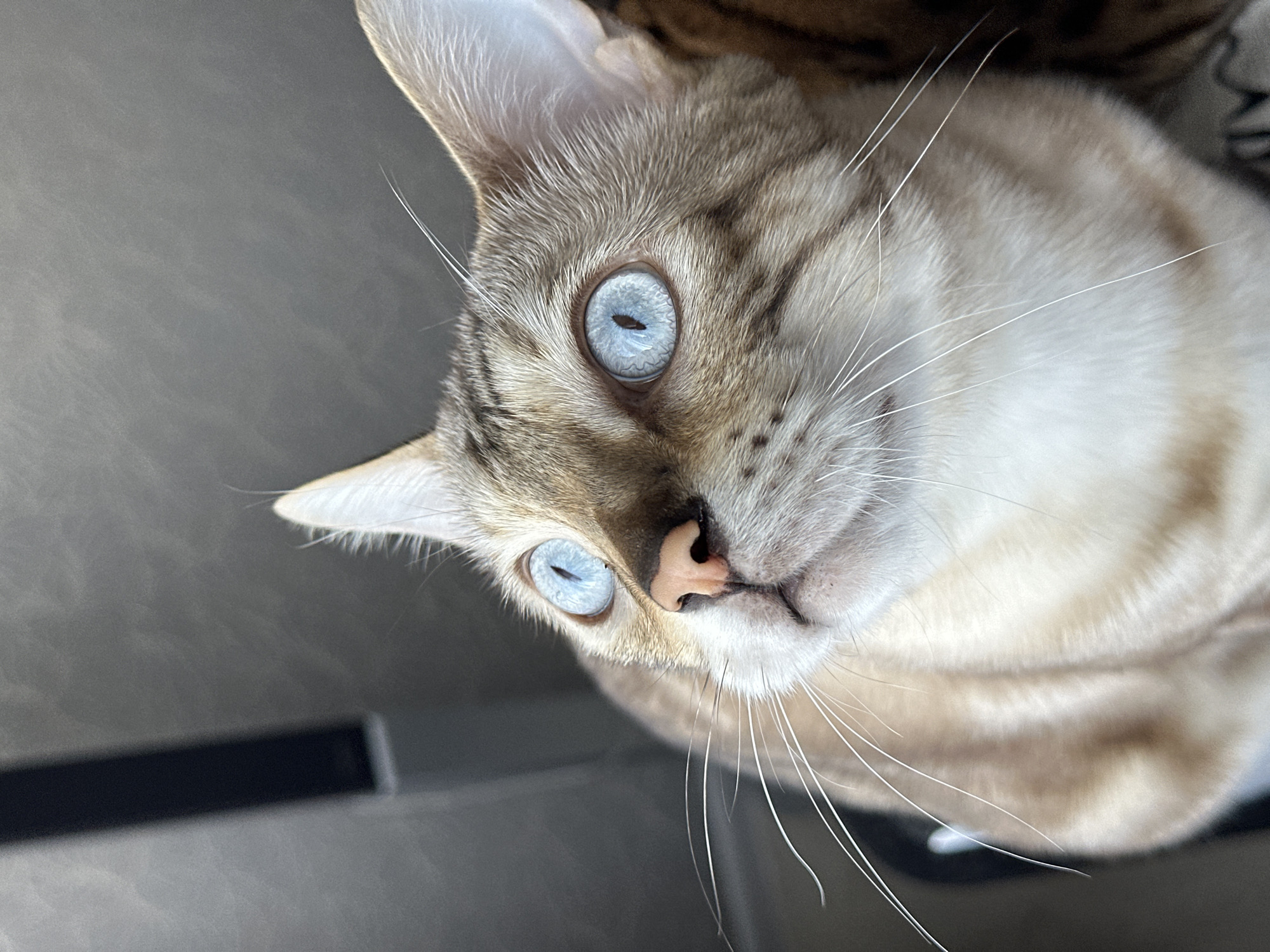 A close-up, high-angle shot shows the face of a cat with striking blue eyes. The cat has a light brown and white coat with darker tabby markings on its head and ears. Its nose is pink, and its white whiskers are prominent. The background is dark and out of focus, with a vertical dark gray object on the left side. The cat is looking upwards. This image was taken in the city of Energetik, Russia.