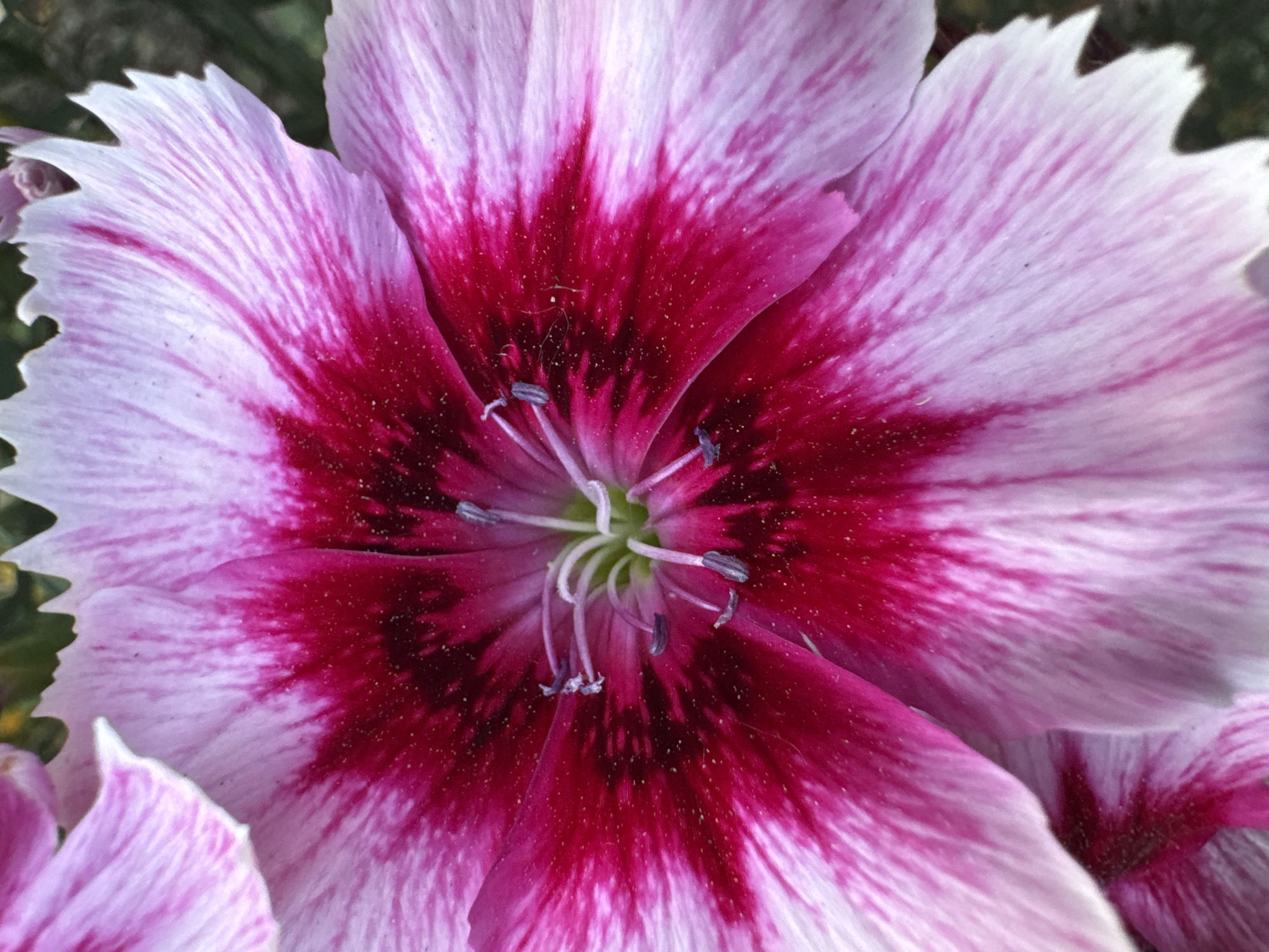 This is a close-up, macro photograph of a pink and white flower, likely a Dianthus species, with vibrant magenta markings at its center. The flower's petals are finely serrated along their edges and display delicate, radiating lines. Several stamens with purple anthers are visible within the bloom. The background is softly blurred, with hints of green foliage. The image appears to be an outdoor shot, possibly in a garden or natural setting, and does not depict any identifiable landmarks or elements specific to the city of Strășeni, Moldova. There are no people, actions, or interactions visible in the photograph.