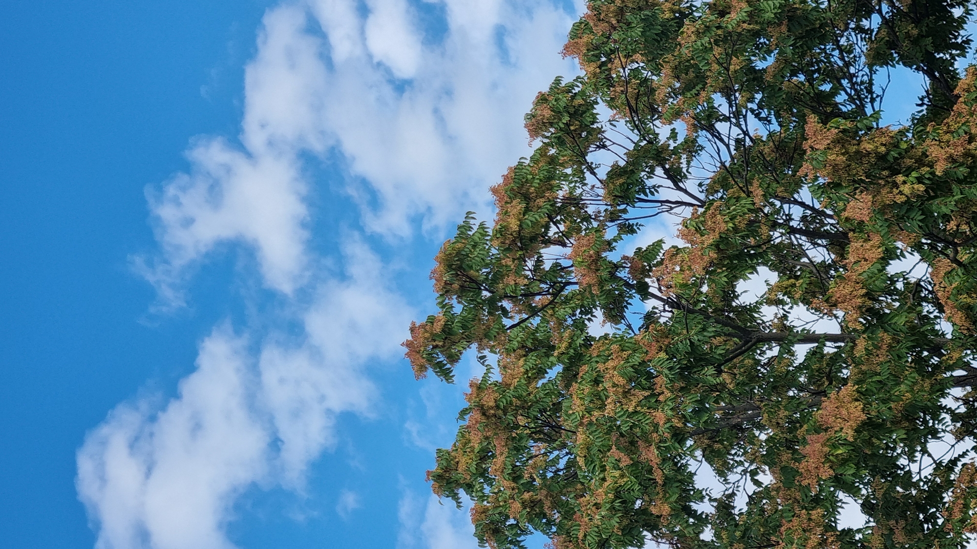 The image shows the upper canopy of a tree with green leaves and clusters of reddish-brown seed pods against a bright blue sky with scattered white clouds. The scene is a view looking upwards into the sky, with the tree occupying the lower half of the frame. There are no people or buildings visible, suggesting an outdoor, possibly park-like or residential setting in Berehove, Ukraine. The overall impression is of a pleasant, sunny day.