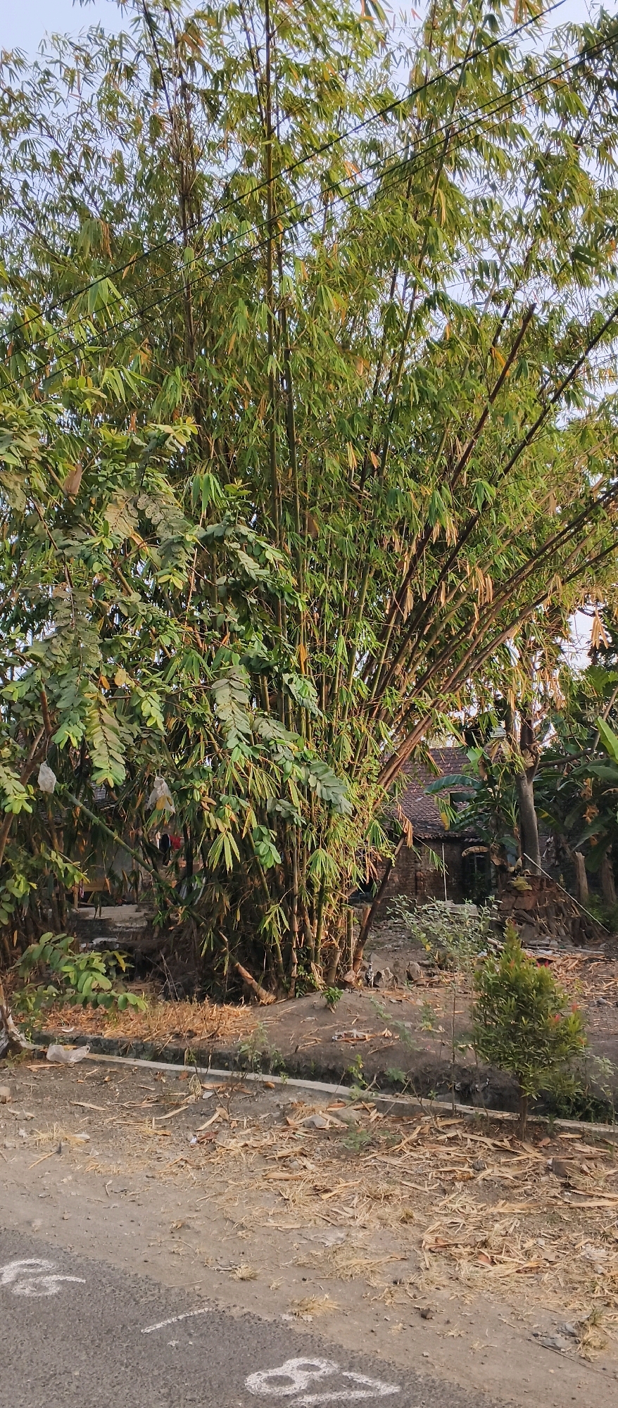 A tall clump of bamboo, with thin, dry stalks and green leaves, dominates the center of the image. The bamboo is dense, with many stalks branching outwards. To the left of the bamboo, there is another cluster of plants with broader, green leaves. In the background, a small, rustic building with a tiled roof is visible, partially obscured by the foliage. The ground in front of the bamboo is covered with dry leaves and debris, suggesting a rural or semi-rural environment. A paved road with white markings is in the foreground. The sky above is a pale blue, indicating daylight. The scene appears to be set in a warm climate. The location is identified as Japanan, Indonesia.