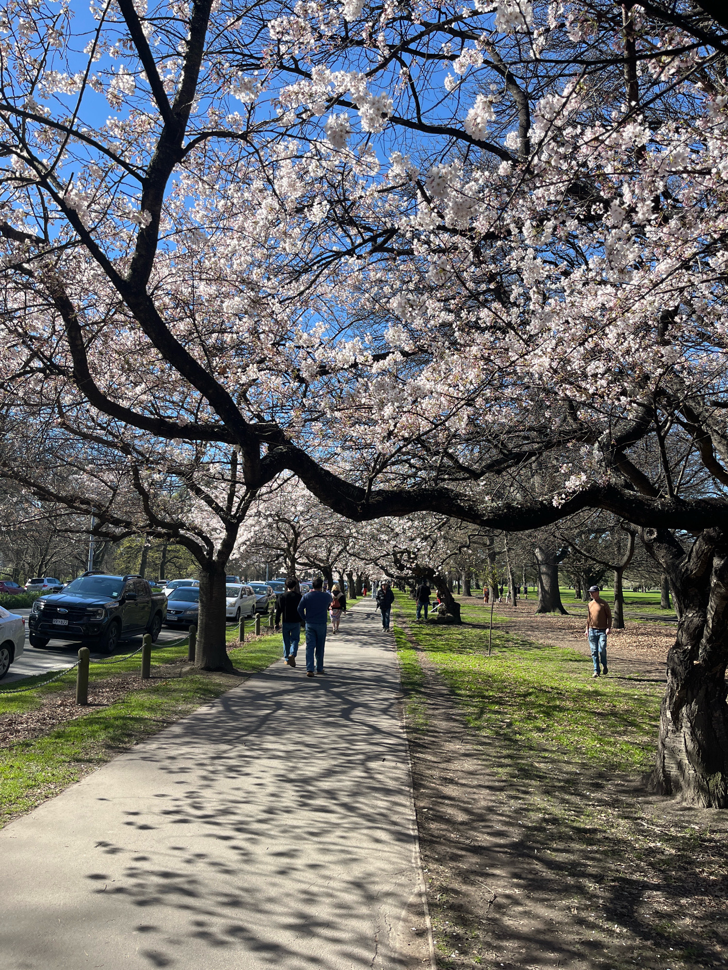 The image depicts a pathway lined with cherry blossom trees in full bloom, casting dappled shadows on the ground. The scene is set in a park-like environment with a paved walkway on the left and a grassy area with trees and fallen leaves on the right. Several individuals are visible walking along the path. On the left side of the path, parked cars are visible. The sky is clear and blue.
The specific location, Linwood-Central-Heathcote Community, New Zealand, is identified as the setting. The cherry blossoms suggest it is springtime in the Southern Hemisphere. The presence of cars and people indicates this is a public space, likely a park or recreational area within the community.