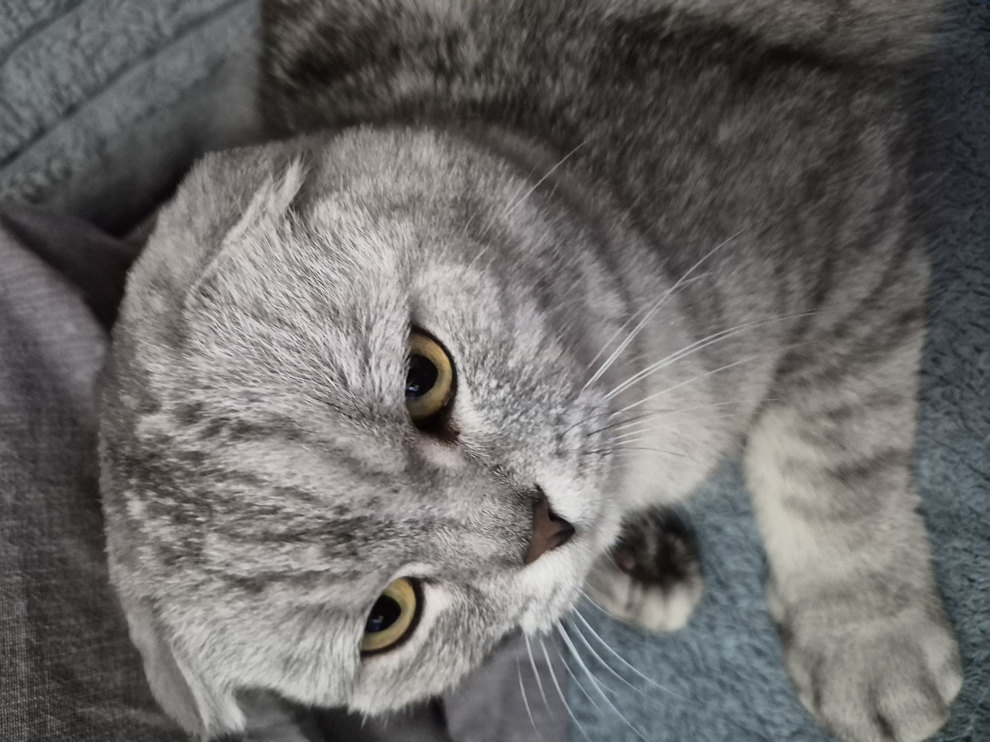 A close-up, eye-level shot captures a Scottish Fold cat with grey tabby markings and yellow eyes. The cat is nestled in a grey, textured fabric, possibly a blanket or upholstery, and appears to be looking downwards and slightly to the left. Its folded ears are visible, and its whiskers extend outwards. The lighting is soft, highlighting the cat's fur and facial features. The background is out of focus, with the textured fabric dominating the scene. The image is a still photograph with no discernible action or interaction occurring.