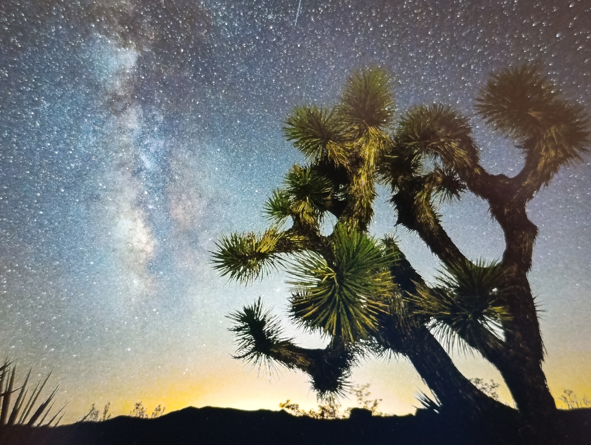 The image shows a Joshua Tree silhouetted against a starry night sky. The Milky Way galaxy is visible as a bright band of stars stretching across the sky. The foreground is dark, with the silhouette of a mountain range and some smaller desert plants. The scene appears to be a natural landscape, likely a desert environment. There are no people or man-made structures visible in the image. The location of Dubăsari town council, Moldova is not depicted in this image.