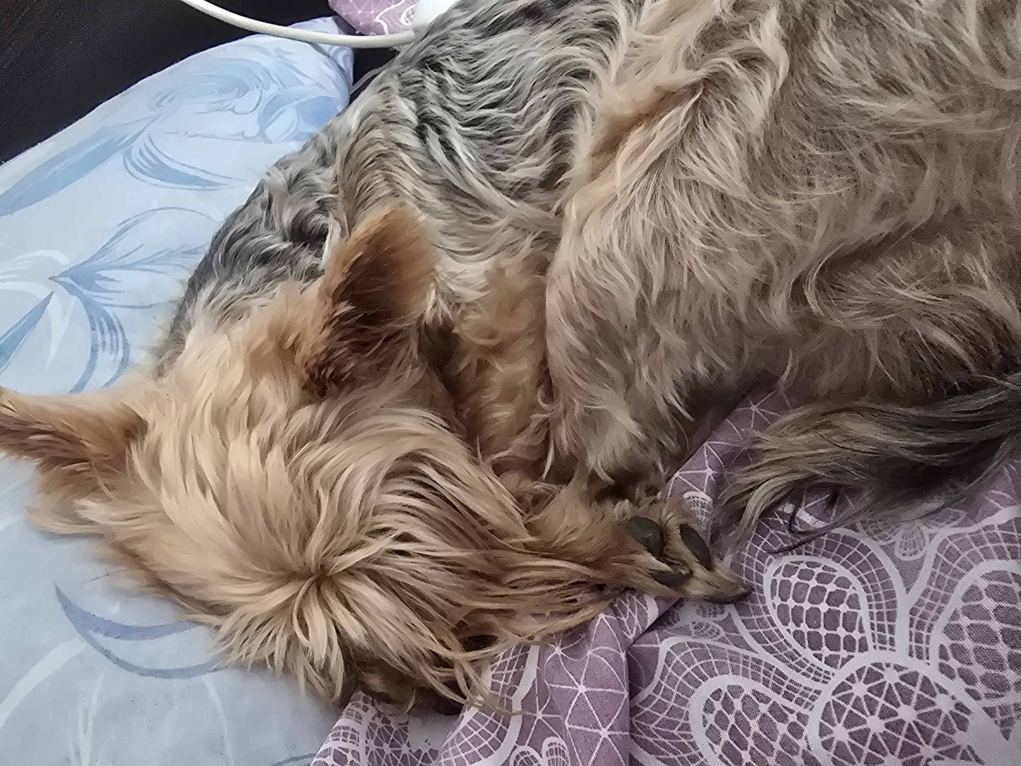 A medium-sized, long-haired dog, possibly a terrier mix, is curled up and sleeping on a bed. The dog has tan fur on its head and body, with some gray fur on its back. The bed has two pillowcases: one with a blue and white floral pattern and one with a purple and white geometric pattern. The location of the photo is Belitsa, Bulgaria, based on the user's request.