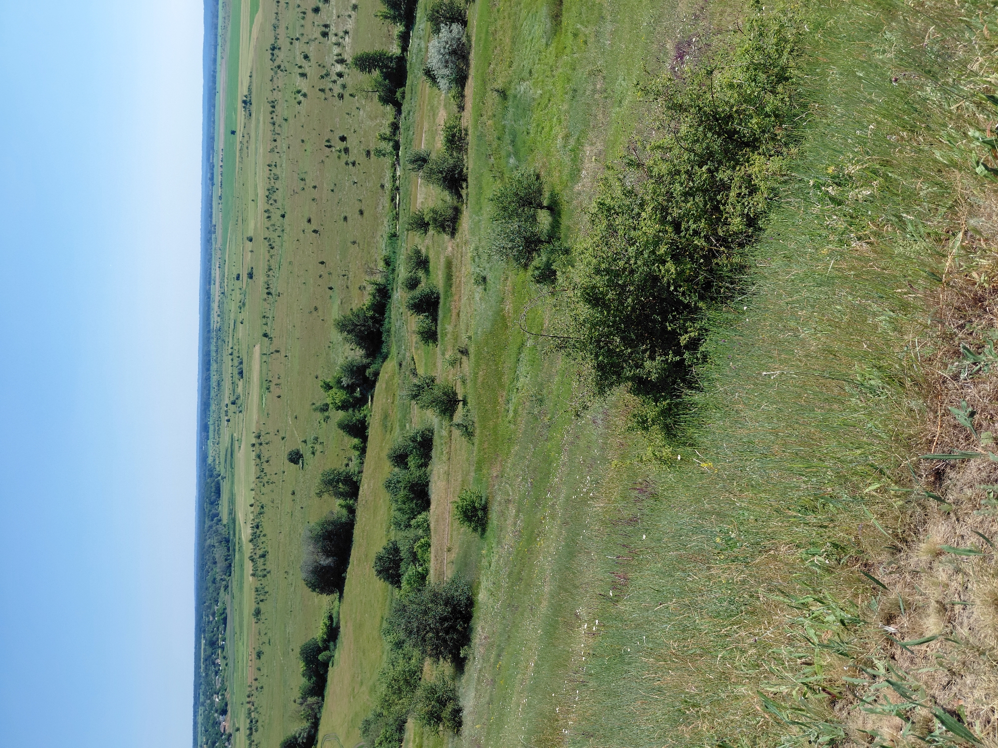 This is a vertical, wide-angle, daytime photograph taken from an elevated vantage point overlooking a vast, rolling landscape. The scene is dominated by lush green fields and meadows, interspersed with scattered trees and bushes. The terrain slopes gently from the foreground to the background, with a noticeable transition from the tall, wild grass in the immediate foreground to more cultivated or manicured fields in the distance.
On the left side of the image, a clear, bright blue sky occupies about a third of the frame, stretching to the horizon. The right side of the image shows the expanse of the countryside. In the middle ground, a line of trees and denser vegetation runs along a subtle ridge or embankment, separating the closer grassy slopes from the flatter fields beyond. The distant horizon is marked by a line of trees, suggesting a forested area or a further transition in the landscape.
The overall impression is one of rural tranquility and natural beauty, bathed in the bright light of a clear day. The location is identified as Ustyvytsia, Ukraine, implying an Eastern European rural setting. There are no people or man-made objects clearly visible, emphasizing the natural elements of the scene. The time of day appears to be mid-morning to early afternoon, given the bright, even lighting and clear sky. The weather seems to be fair and sunny, conducive to outdoor visibility and growth.