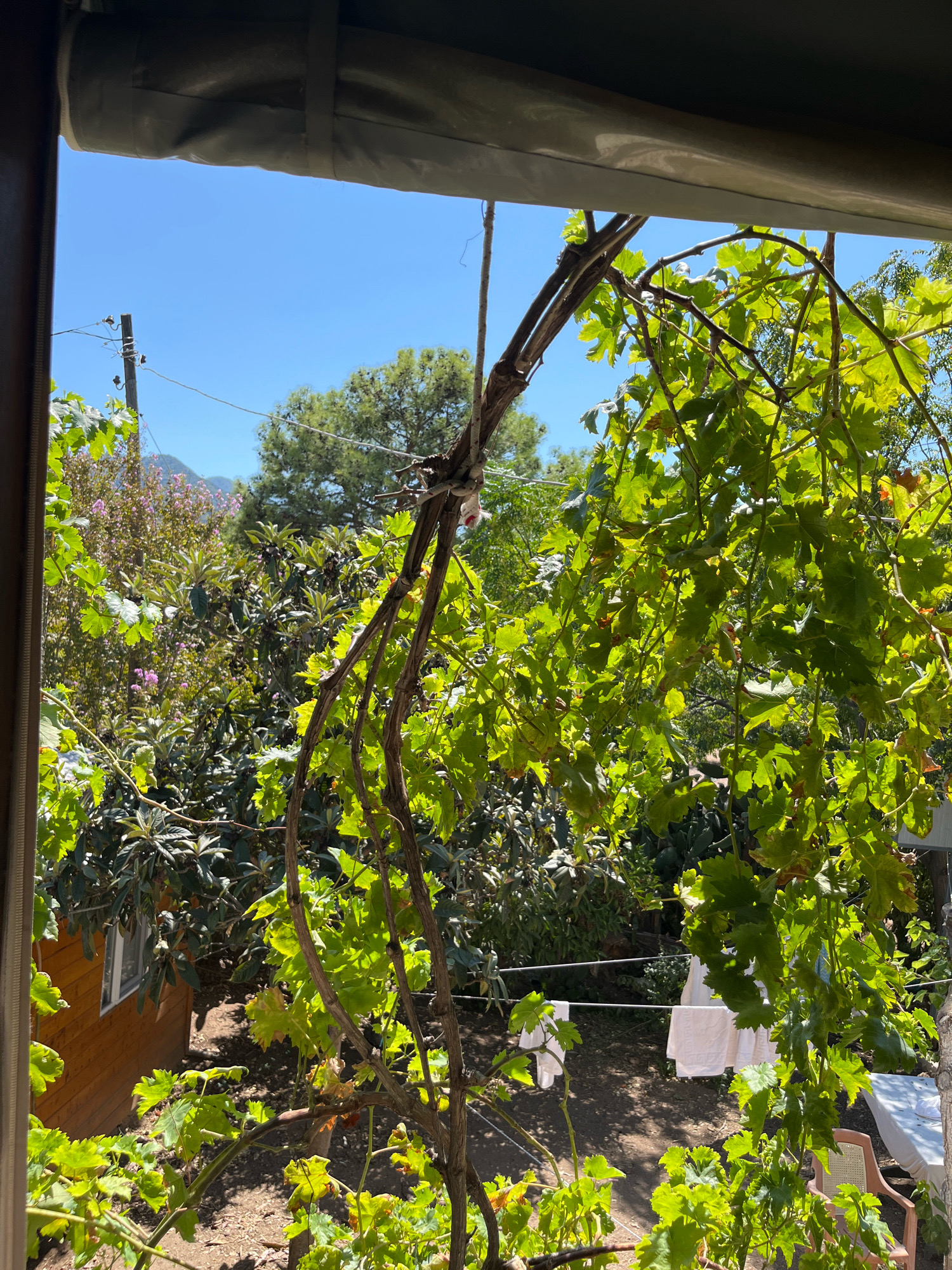 A bright, sunny day with a clear blue sky. The foreground is dominated by the leafy branches of a grapevine, its thick, woody stem twisted and reaching towards the right of the frame. The leaves are a vibrant green, some catching the sunlight and appearing almost translucent. A small section of a dark awning or roof is visible at the top of the image.
In the middle ground, a small, wooden structure, possibly a shed or a playhouse, with a single window, sits nestled among lush green foliage and some flowering plants with small purple blossoms. A clothesline stretches across the yard with a couple of white towels hanging on it. A chair with a woven seat is visible to the right of the clothesline.
In the background, a line of trees with a mix of green and darker foliage stands against the horizon, with the faint outline of mountains visible in the distance. A utility pole with insulators is also present. The overall scene suggests a domestic garden or yard setting in Kemer, Turkey, likely a residential area given the presence of the shed and clothesline.