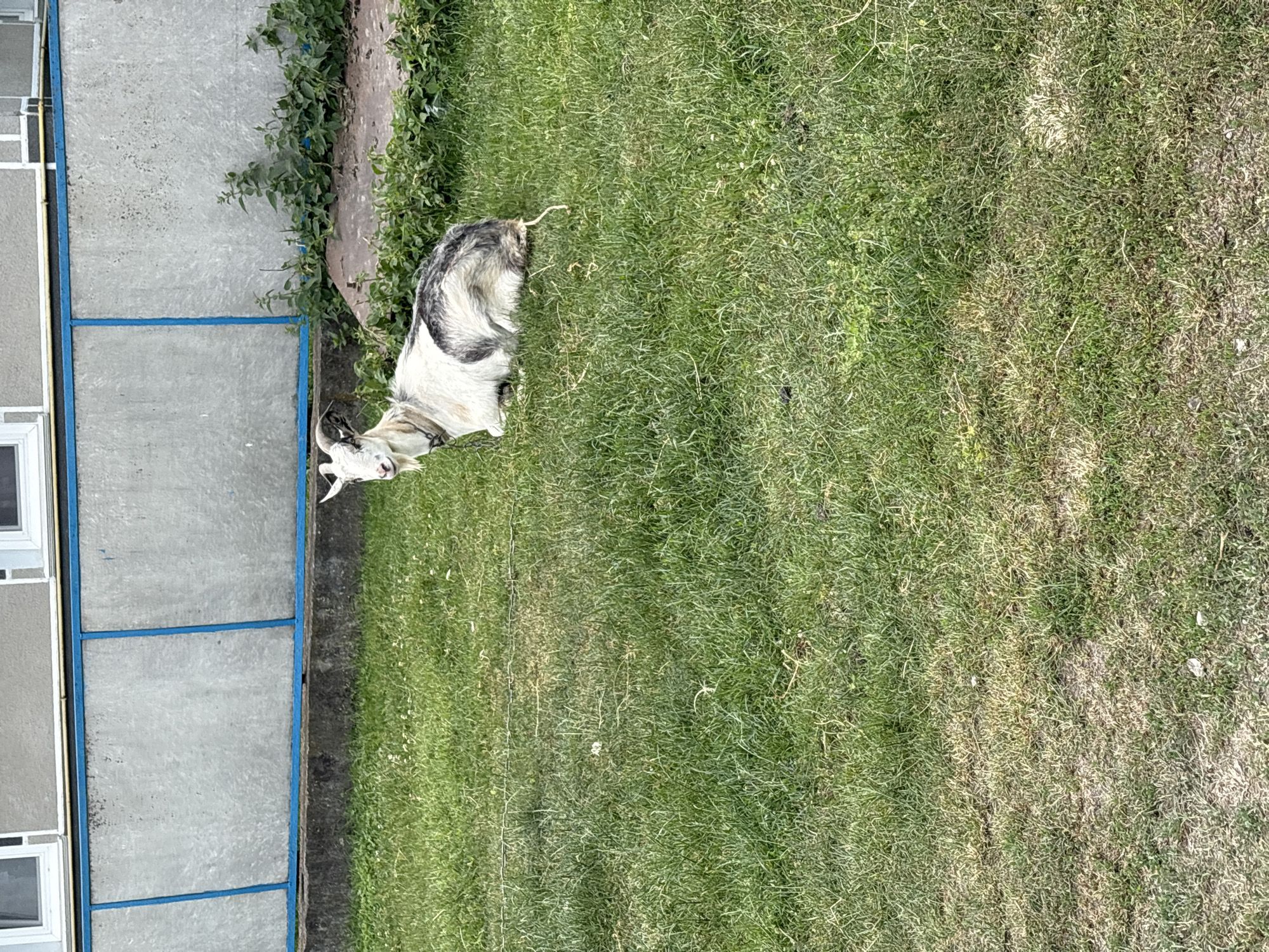 The image shows a white and black goat lying on a patch of grass. The goat is facing left and its head is slightly raised. The grass is green and appears to be dry in some areas. In the background, there is a building with gray walls and white window frames, bordered by blue and yellow trim. The building appears to be a structure like a shed or an outbuilding, with a concrete foundation. There is also some green foliage growing around the building. The lighting suggests it is daytime, possibly late afternoon, with sunlight casting shadows on the grass. The scene appears to be in a rural or semi-rural setting, possibly a farm or backyard. There is no text visible in the image. The overall mood is peaceful, with the goat resting in the grass.