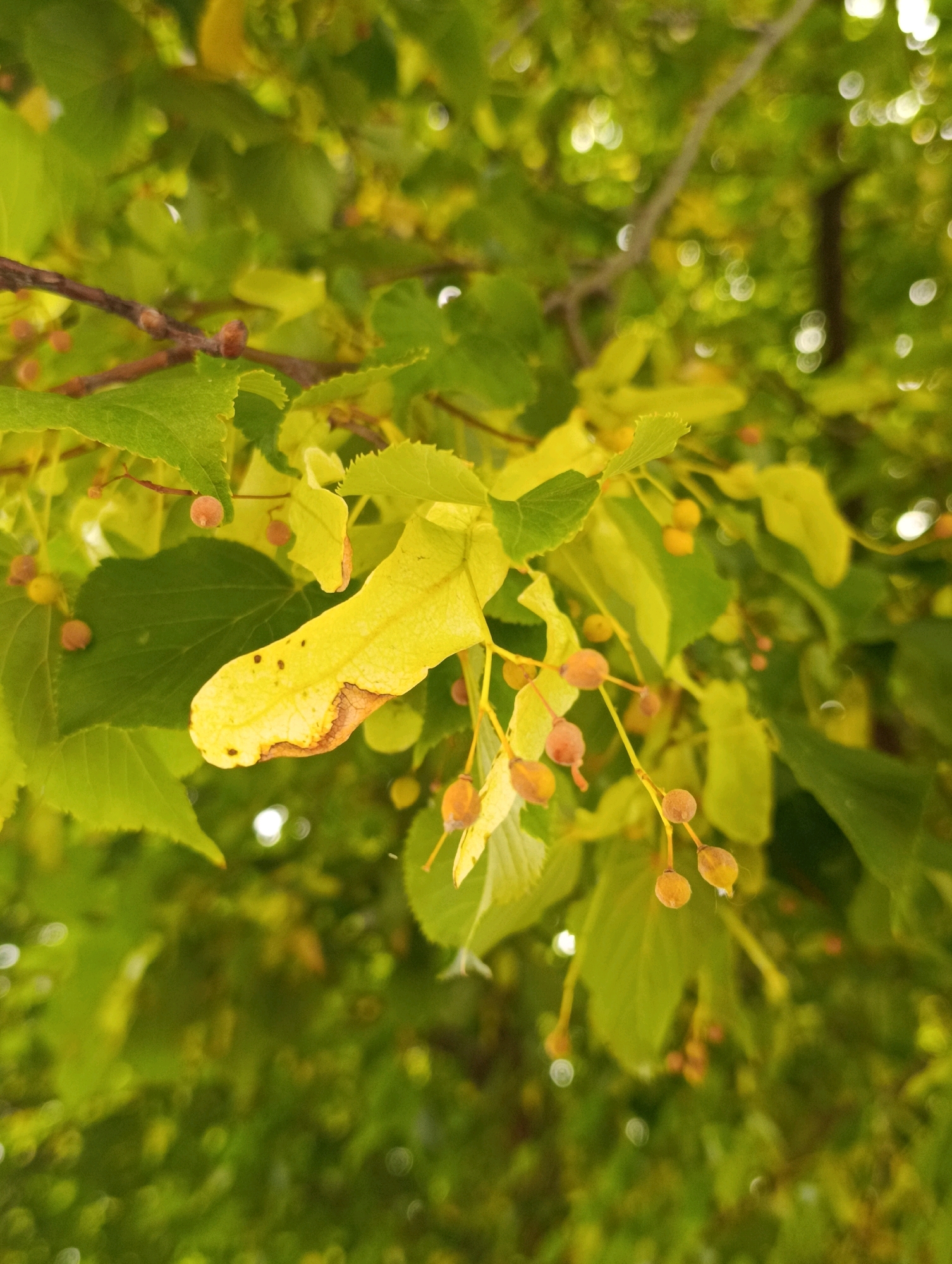 The image shows a close-up view of linden tree foliage with developing fruits. The leaves are predominantly green, with some showing signs of yellowing and browning, particularly on the edges. Small, round, reddish-brown fruits are visible, hanging from thin stems. The background is a blur of green and yellow, with out-of-focus circular highlights indicating light filtering through the leaves. The scene appears to be outdoors, likely in a park or natural area. There are no people or man-made structures visible. The image is taken from a low angle, looking up into the tree. The lighting suggests it is daytime, possibly late afternoon due to the warm tones. The specific location in Cherkasy, Ukraine cannot be determined from the image alone.