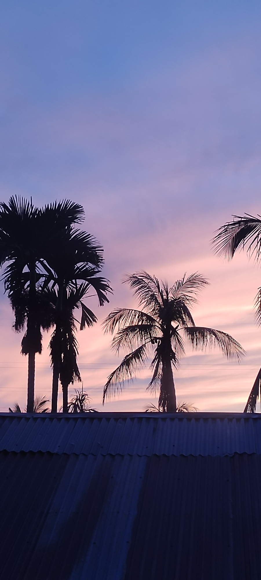 The image depicts a twilight landscape in Lhokseumawe, Indonesia. The sky displays a gradient, transitioning from a deep blue-purple at the top to pastel pink and orange hues towards the horizon, interspersed with subtle horizontal cloud streaks. Multiple palm trees are silhouetted against the colorful sky. On the left, a cluster of slender palms with dense, spiky fronds is visible. Towards the center-right, a taller, singular palm tree, likely a coconut palm, shows distinct long, drooping fronds and visible fruit near its crown. Portions of other palm fronds are present on the far right. Several thin, dark horizontal lines, consistent with utility wires or power lines, traverse the middle ground of the sky. The lower portion of the image reveals a dark, corrugated metal roof with prominent ridges and visible fasteners, appearing to be in shadow. The scene is devoid of human presence or explicit actions.