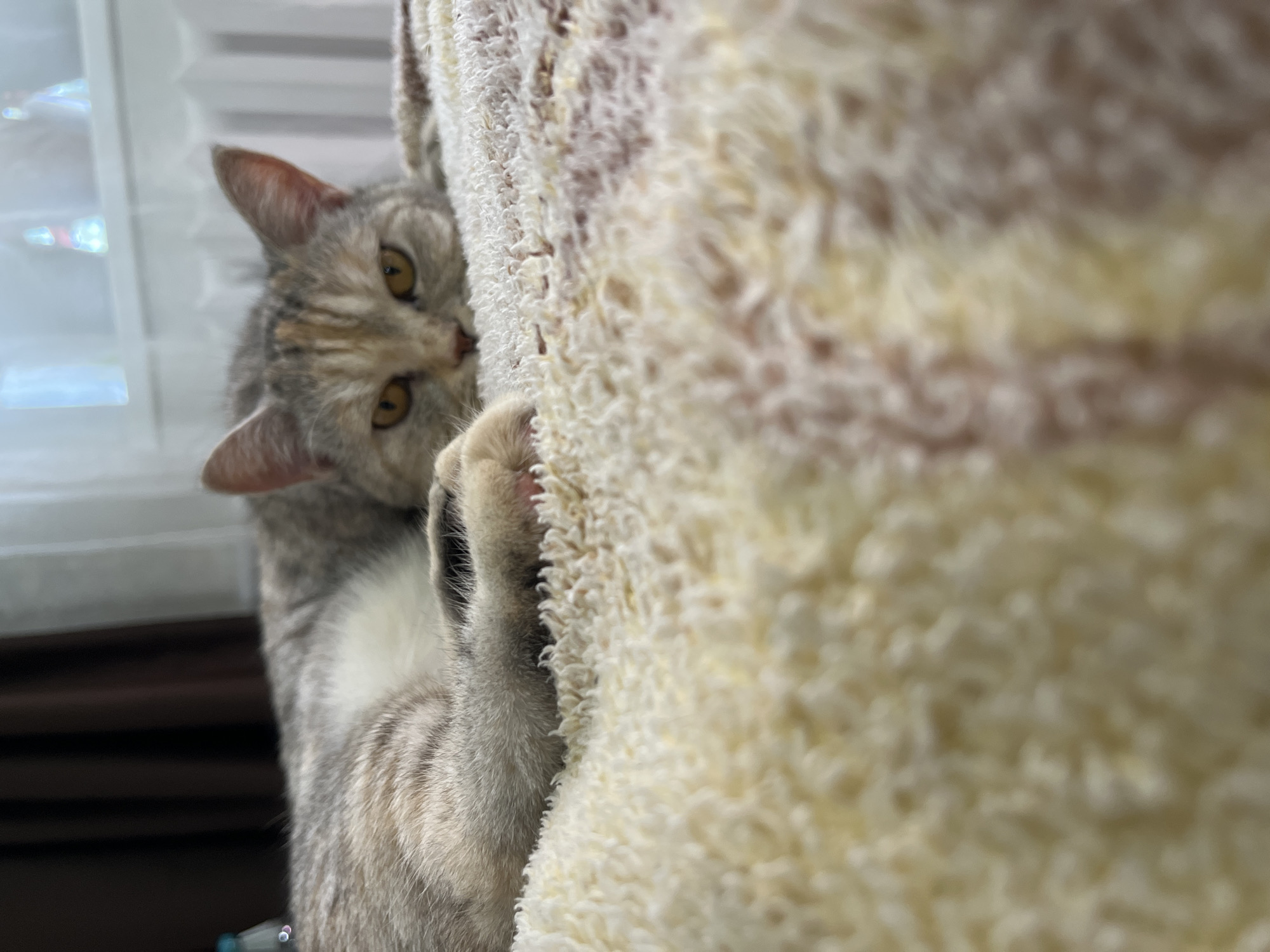 A close-up, low-angle shot shows a gray and tan tabby cat lying on a beige and brown patterned blanket. The cat's head is in focus, with its yellow eyes looking directly at the camera. Its ears are perked forward, and its mouth is slightly open. A portion of the cat's paw is visible in the foreground, resting on the blanket. The background is out of focus, showing a brown curtain on the left and a white window with vertical blinds on the right. The overall environment appears to be indoors, possibly a bedroom or living room.