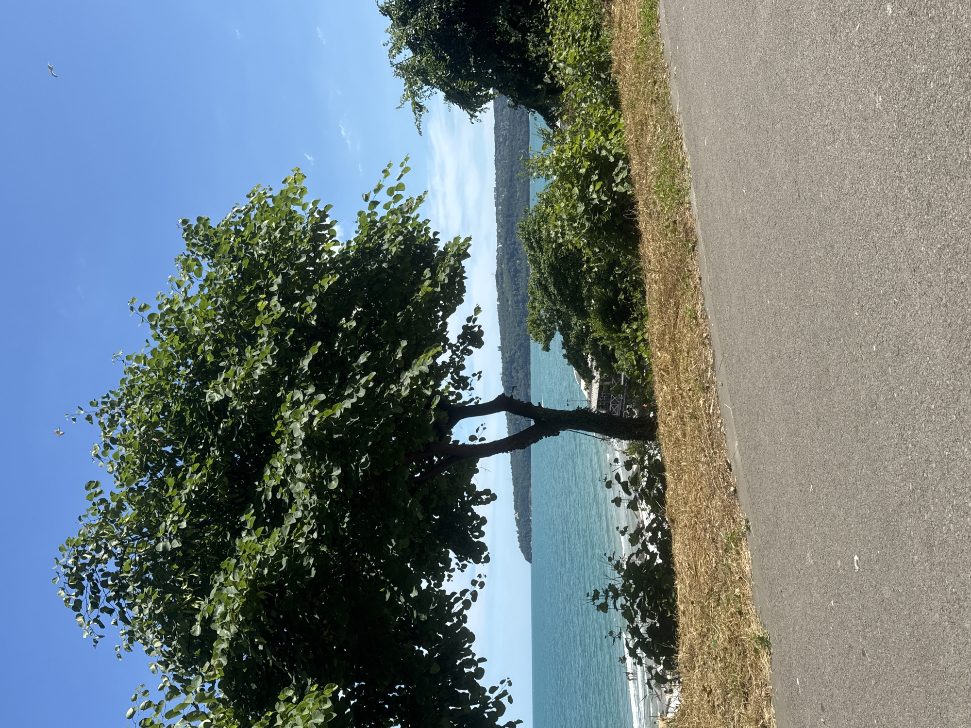 This media file depicts a picturesque outdoor scene, likely in Varna, Bulgaria, under a clear blue sky with scattered white clouds. The time of day appears to be midday or early afternoon, indicated by the bright sunlight.
The primary subjects are a lush green tree in the foreground, its branches reaching out and partially obscuring the view of a tranquil blue body of water. The water stretches to the horizon, where a distant, tree-covered shoreline is visible. A paved pathway, likely a pedestrian walkway or bike path, runs along the right side of the image, bordered by dry, golden grass and more greenery.
The scene is serene and peaceful, suggesting a calm day ideal for outdoor activities. There is a sense of natural beauty, with the vibrant green of the trees contrasting with the blue of the water and sky. A solitary seagull is visible in the upper left portion of the image, adding a touch of wildlife to the landscape. No people or specific objects are prominently featured, emphasizing the natural setting. The location cues, such as the style of the pathway and the vegetation, are consistent with coastal or lakeside environments. No visible text is present in the image.