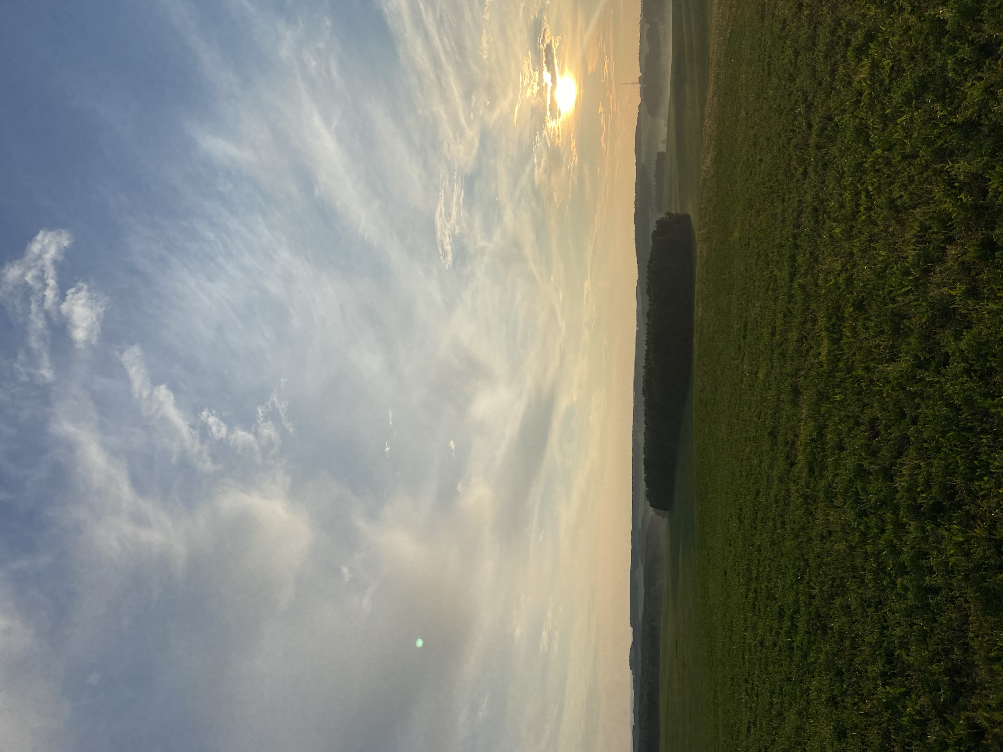 A vertical, wide-angle shot captures a panoramic view of a vast, green field under a dynamic sky at sunset. The field, largely in focus, is covered in lush, green grass with some visible weeds and small plants. In the distance, a dense line of dark green trees forms a horizon, beyond which rolling hills fade into a hazy, muted landscape. The sky is a spectacle of light and clouds; the sun, a bright orb of orange, is partially obscured by wispy, white clouds, casting golden rays across the scene. Streaks of white and grey clouds drift across a pale blue sky, with some areas showing a soft, yellowish-orange glow near the horizon, indicative of the setting sun. There is a faint green lens flare visible in the upper left quadrant of the image. No people or animals are present in the frame. The scene appears to be a rural landscape, likely in Evsino, Russia, given the context.