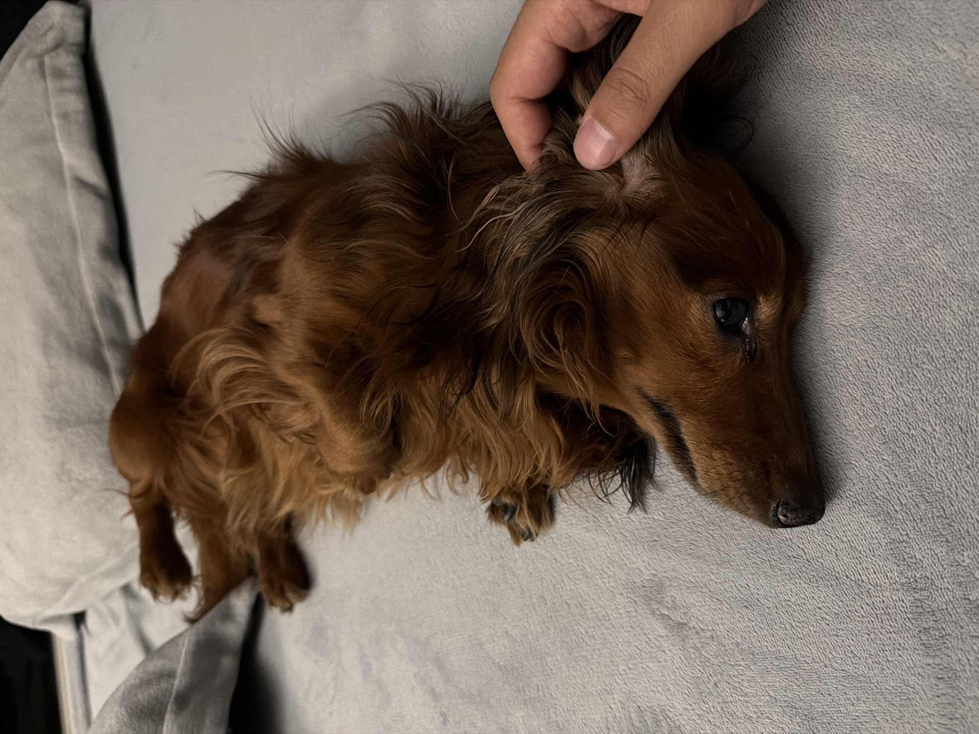 A long-haired, brown dachshund lies on a gray blanket. A hand is gently touching the dog's ear. The location in the city of Krasnoyarsk, Russia, is not discernible from the image.
