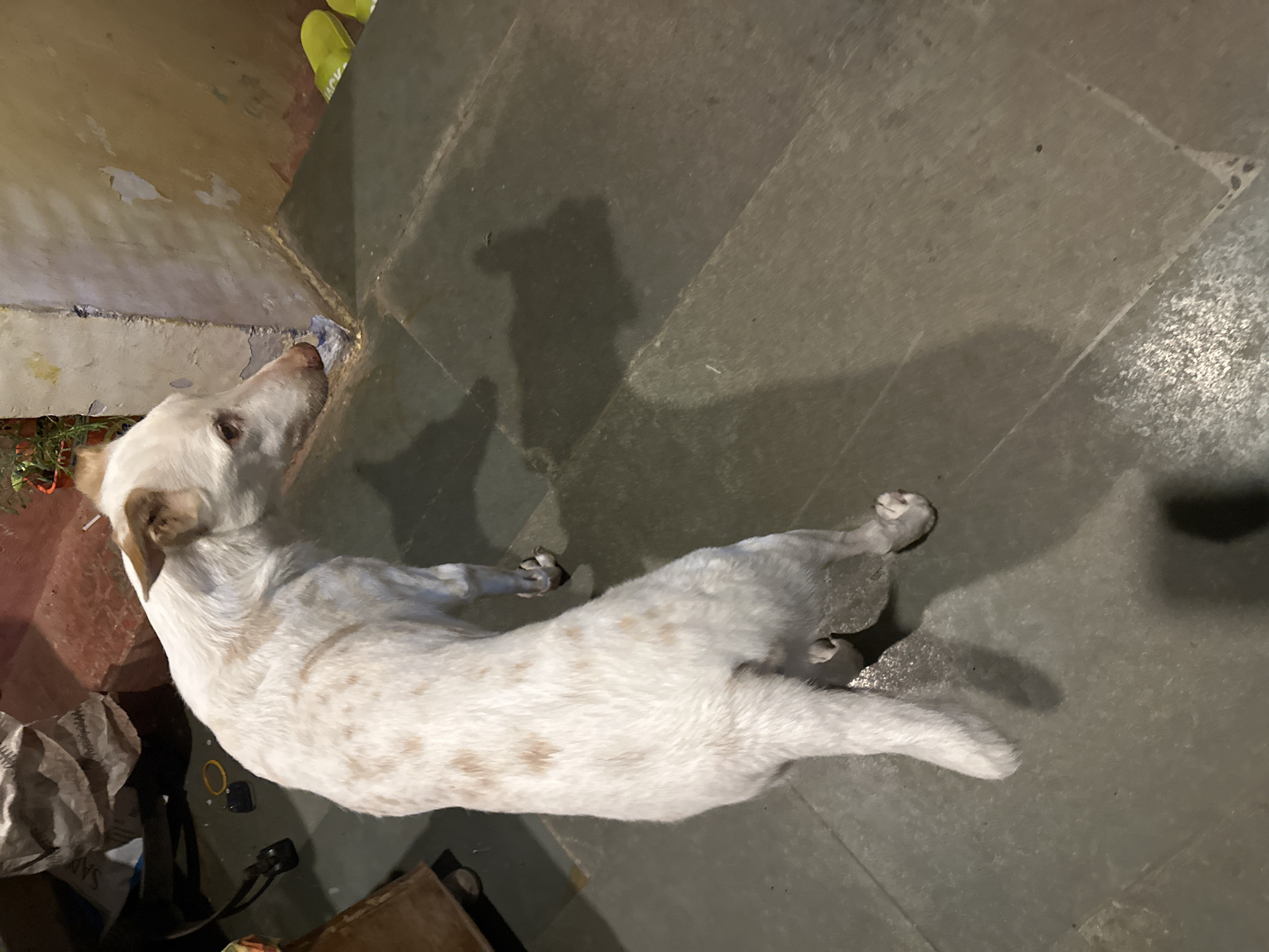 A white dog with tan spots is lying on a gray tiled floor. The setting appears to be indoors.