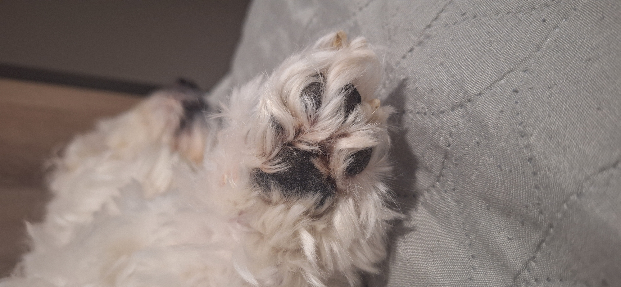 The image shows a close-up of a white dog's paw resting on a light gray quilted surface. The paw has black pads and white fur around the toes. Part of the dog's body is visible in the background, out of focus. There is no indication of the location of the image being in Blagoevgrad, Bulgaria, or any city for that matter.