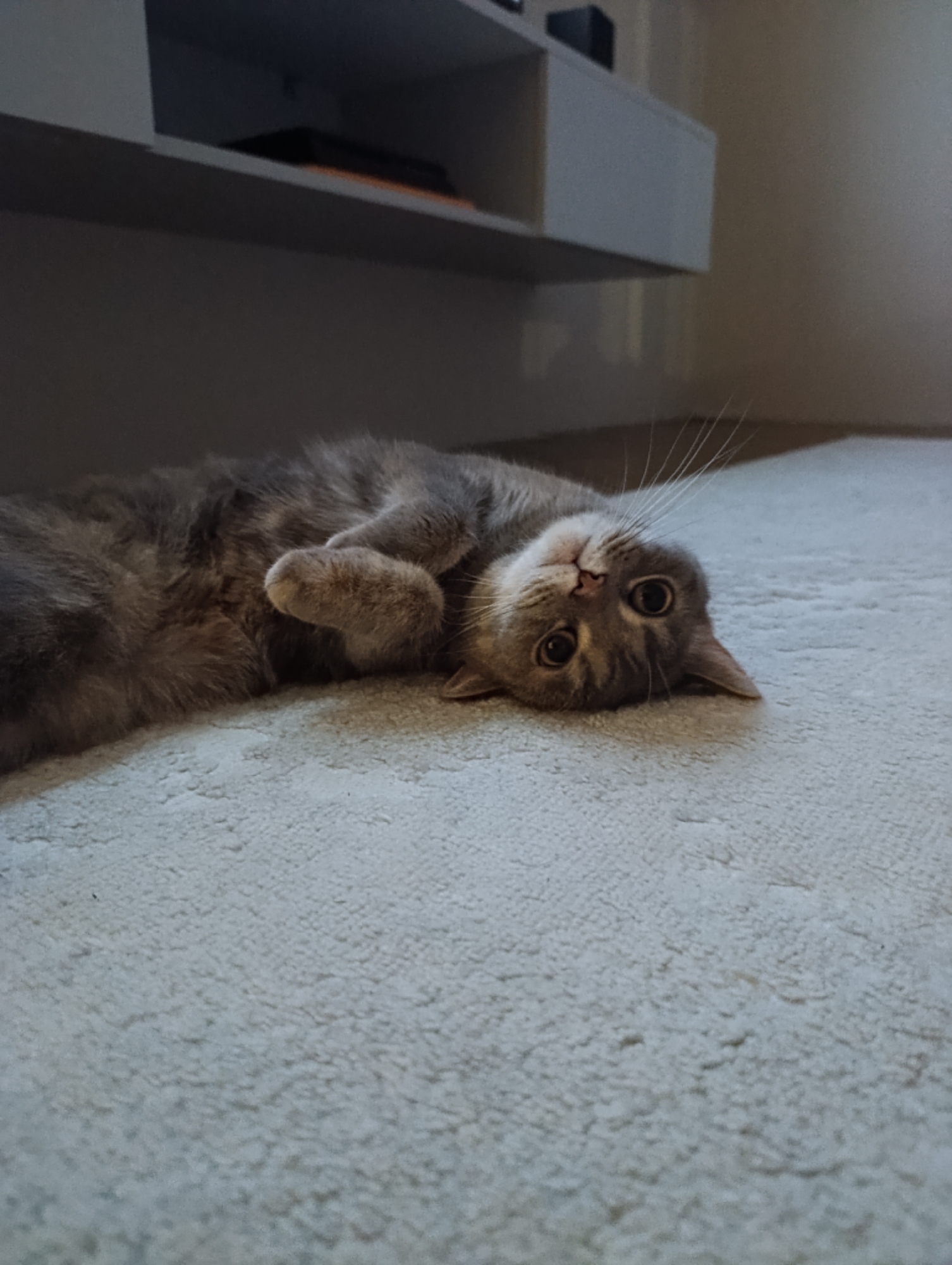 A gray tabby cat is lying on its back on a light-colored carpet. The cat is looking up at the camera with large, round eyes. Its paws are curled up near its chest. Above the cat and in the background is a light gray storage unit or shelving system. The image was taken indoors. The location, Chaikovsky, Russia is not inferable from the image.