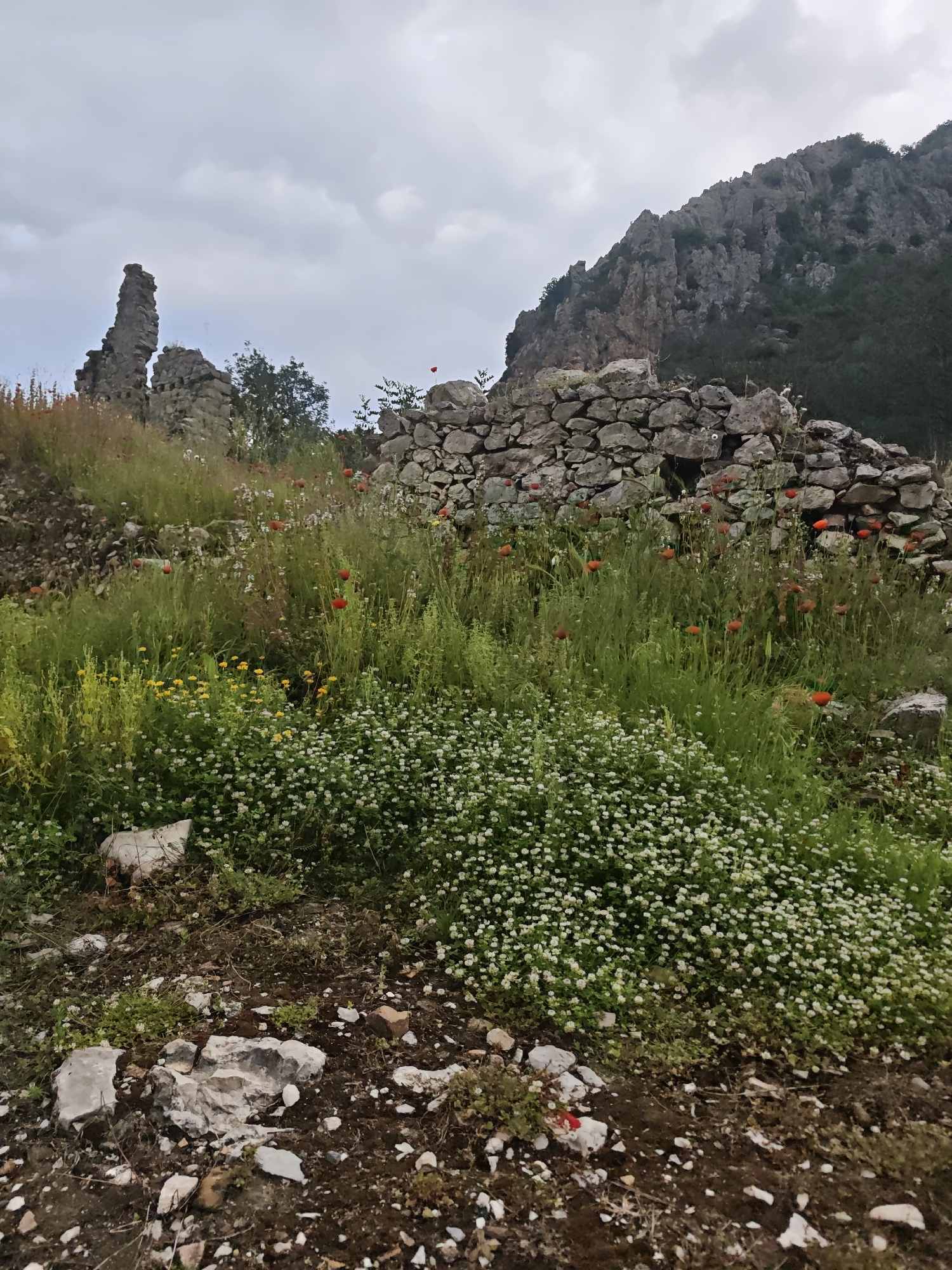 The image depicts a landscape in Kumluca, Turkey, featuring remnants of stone structures overgrown with vegetation. In the background, a rugged, rocky mountain rises. The foreground is covered with a mix of grass, small white flowers, and patches of exposed dirt and rocks. Among the greenery, red poppies add color. The ruins include a partially standing stone tower and a collapsed stone wall. The sky is overcast.